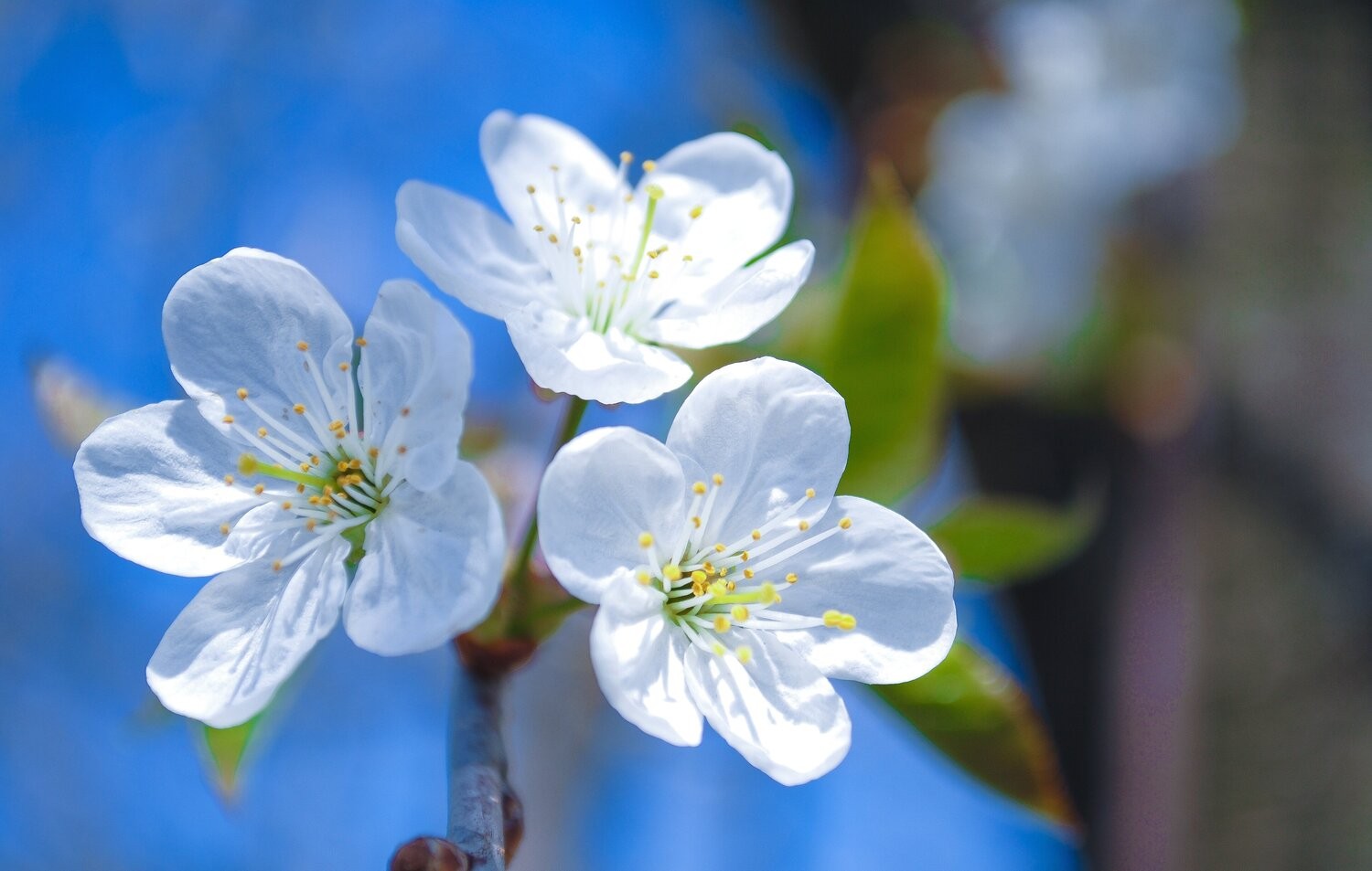 Dmytro Bilous, Cherry blossom in spring Dmytro Bilous, Cherry blossom in spring