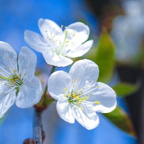 Fotografía, Cherry blossom in spring, Dmytro Bilous
