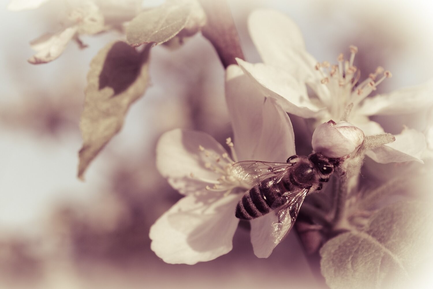 Dmytro Bilous, Bee on a spring blossom and an apple tree Dmytro Bilous, Bee on a spring blossom and an apple tree