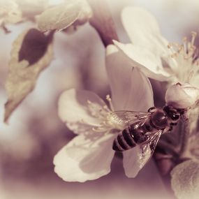 Photographie, Bee on a spring blossom and an apple tree, Dmytro Bilous