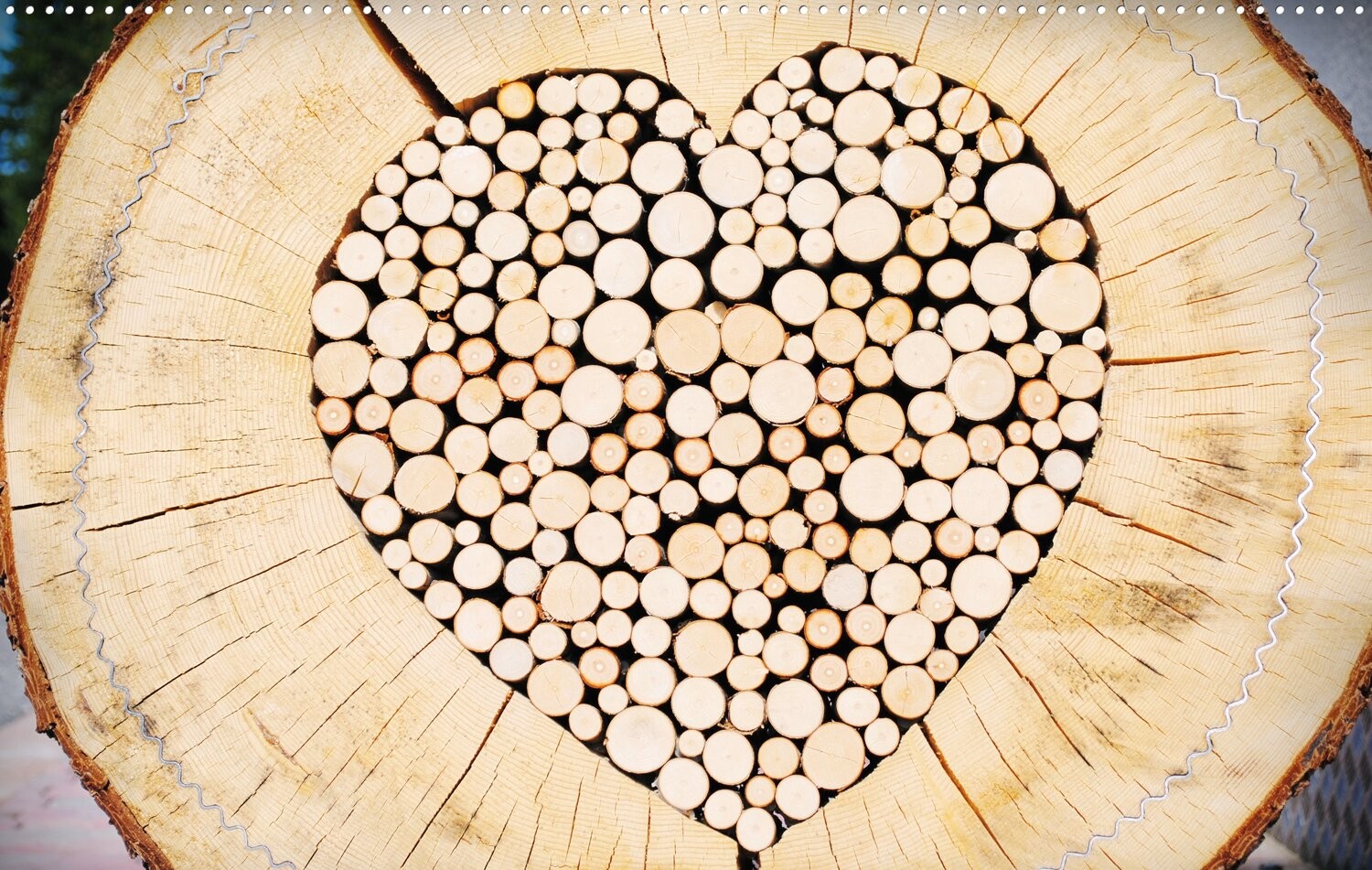 Dmytro Bilous, Heart of wood Dmytro Bilous, Heart of wood