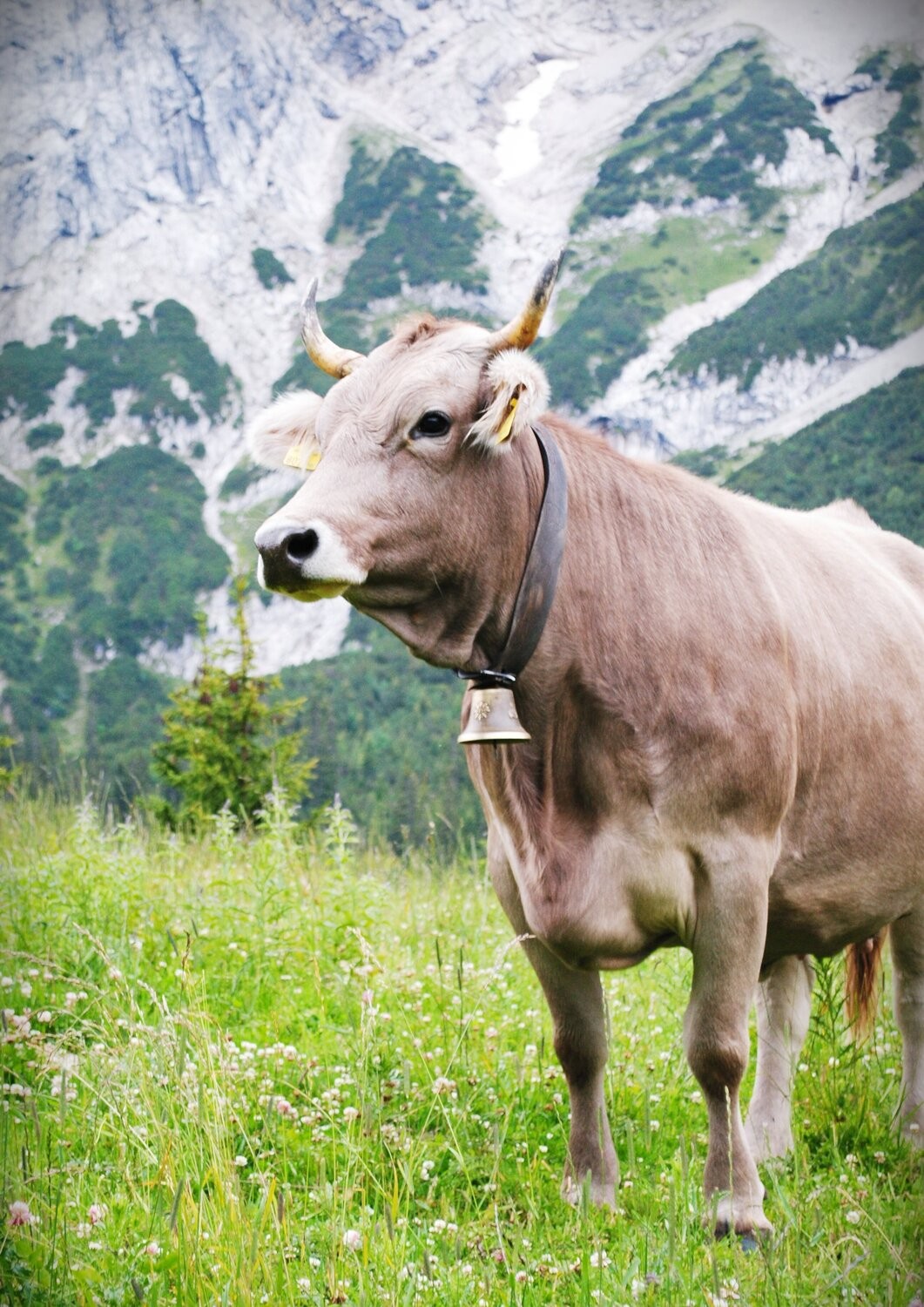Dmytro Bilous, Alpine cow Dmytro Bilous, Alpine cow