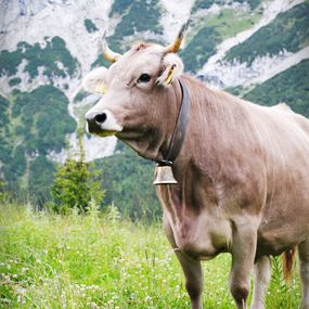 Fotografien, Alpine cow, Dmytro Bilous