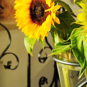 Photographie, Sunflowers, Dmytro Bilous