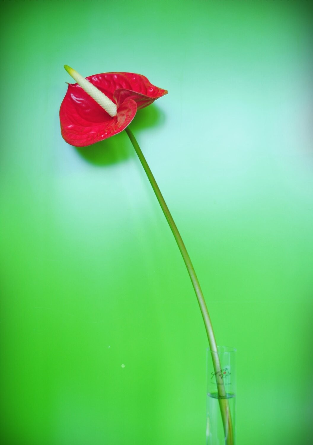 Dmytro Bilous, Red flower on a green background Dmytro Bilous, Red flower on a green background