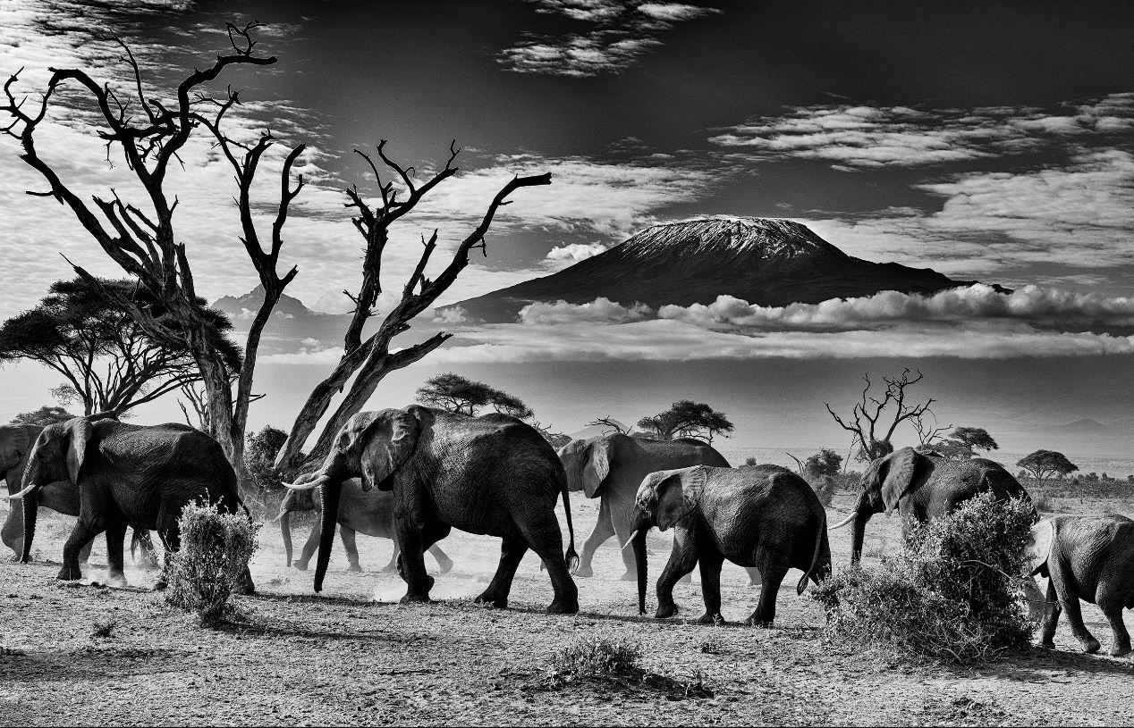 Lars Beusker, Amboseli Lars Beusker, Amboseli