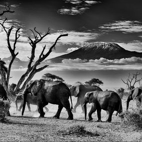 Photography, Amboseli, Lars Beusker