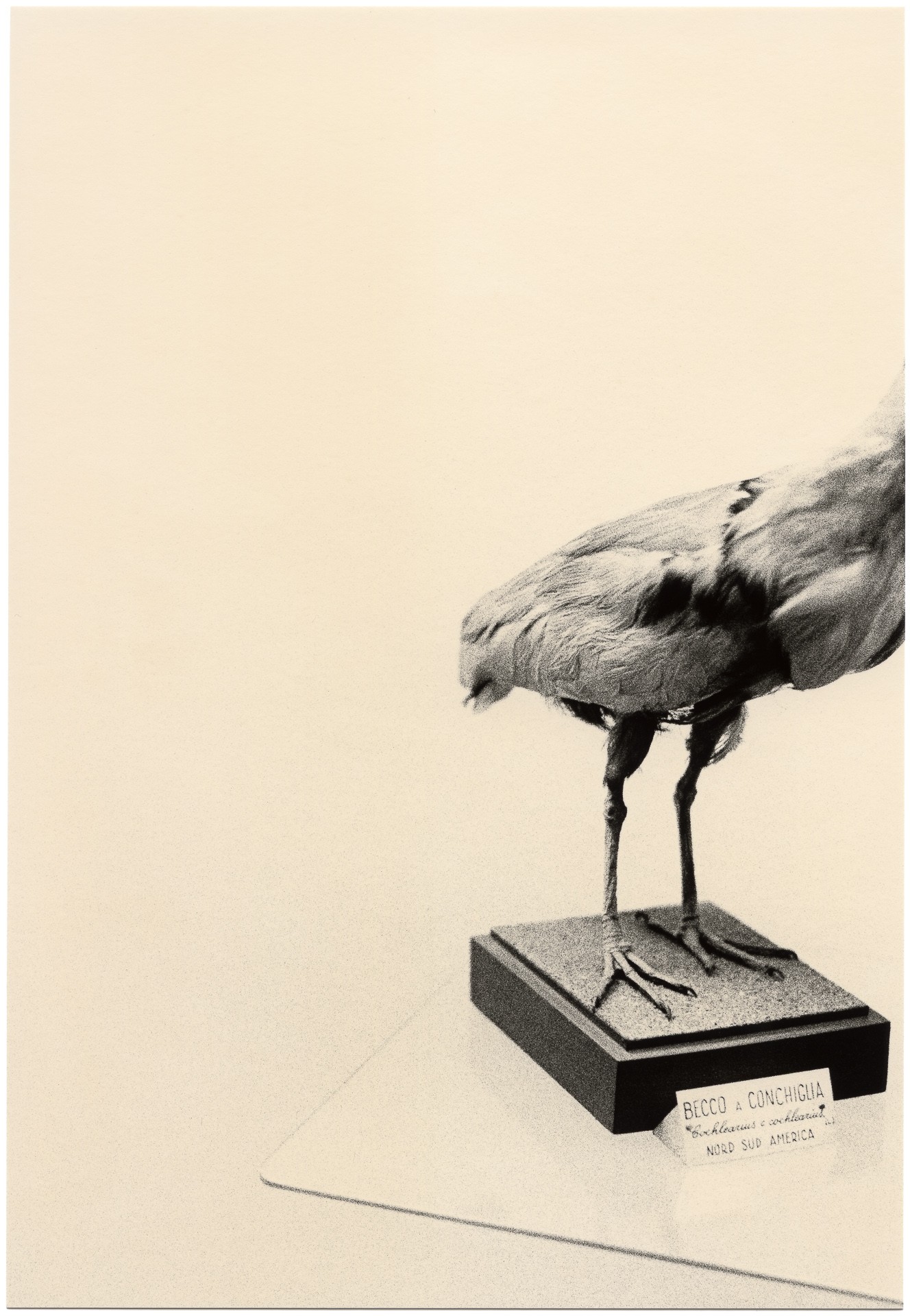 Mikael Siirilä, Untitled (bird and beak) Mikael Siirilä, Untitled (bird and beak)