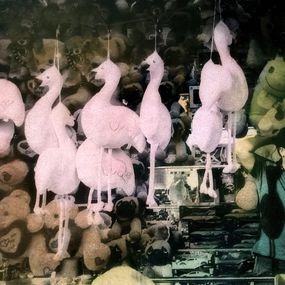 Photography, Flamants Roses, Irène Jonas