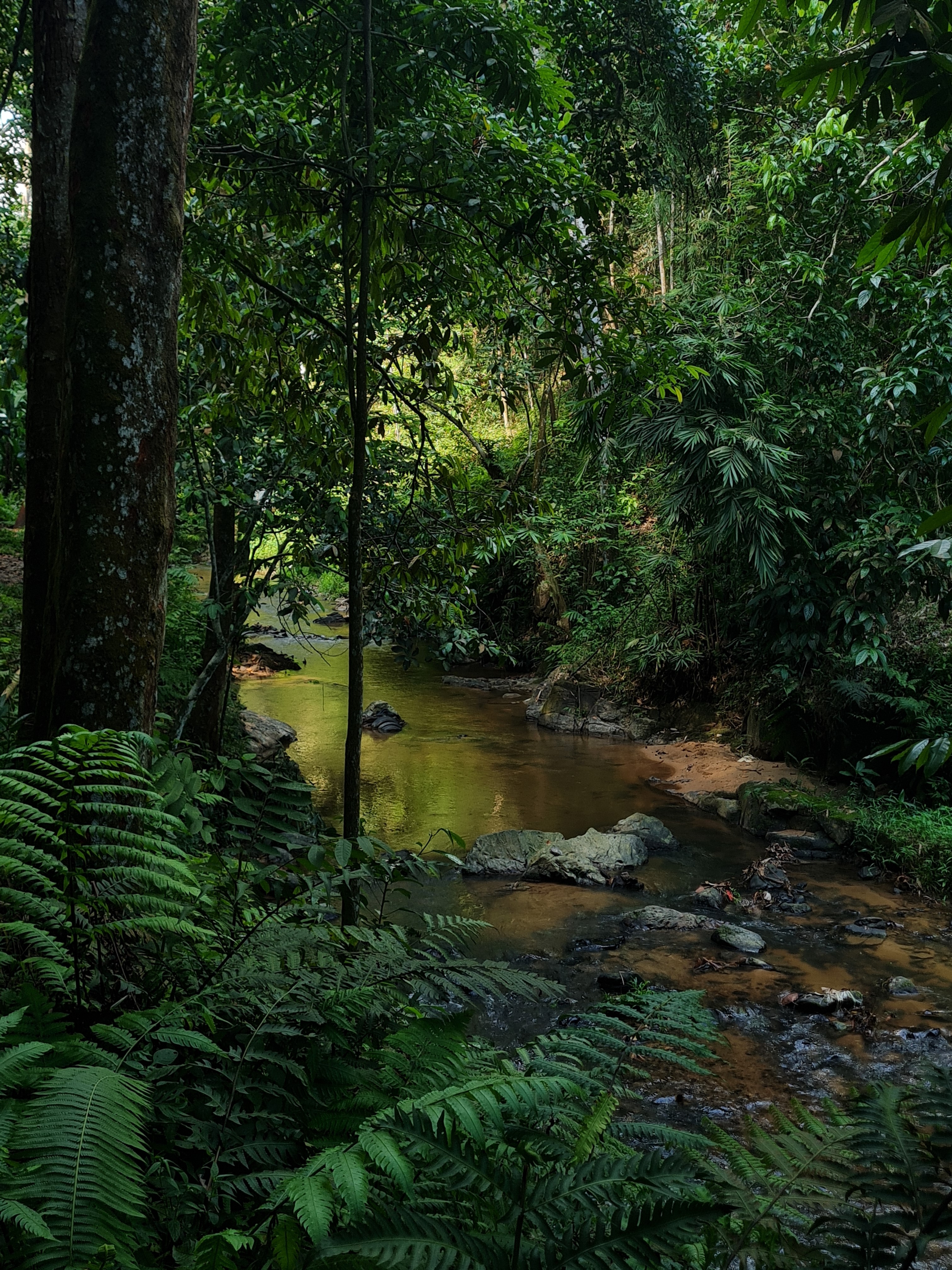Jess Hon, Scenic View of a Stream at the Edge of the Forest Jess Hon, Scenic View of a Stream at the Edge of the Forest