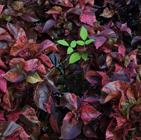 Fotografien, Standing Out in a Crowd, Jess Hon