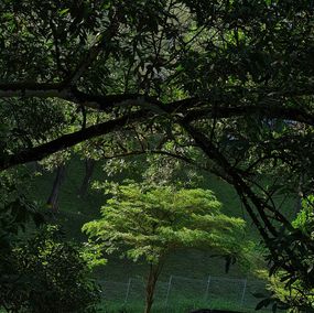 Photographie, Beautiful Morning Light, Jess Hon