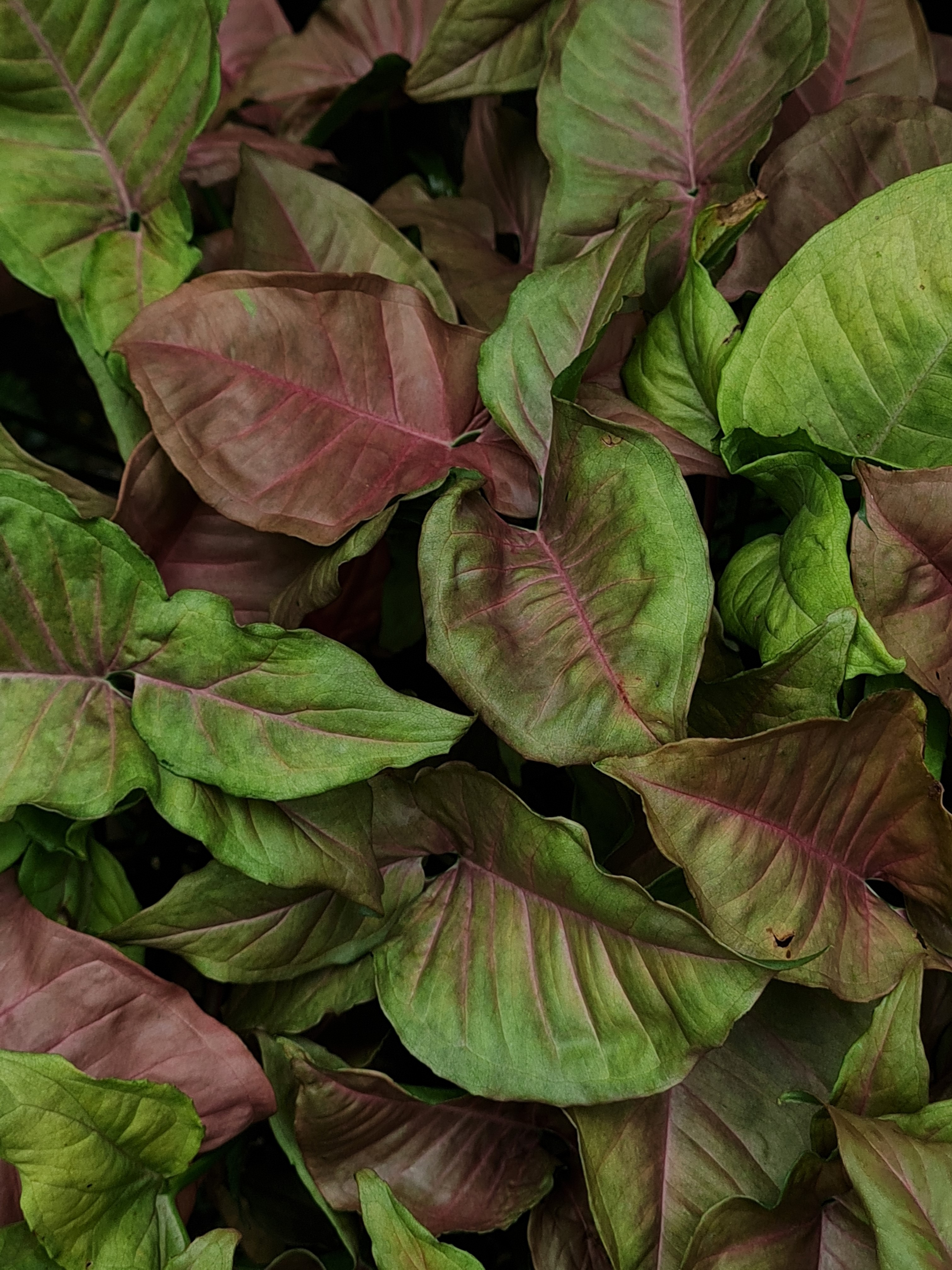 Jess Hon, Beautiful Multi-Colored Arrowhead Vine Jess Hon, Beautiful Multi-Colored Arrowhead Vine