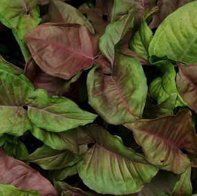 Photographie, Beautiful Multi-Colored Arrowhead Vine, Jess Hon
