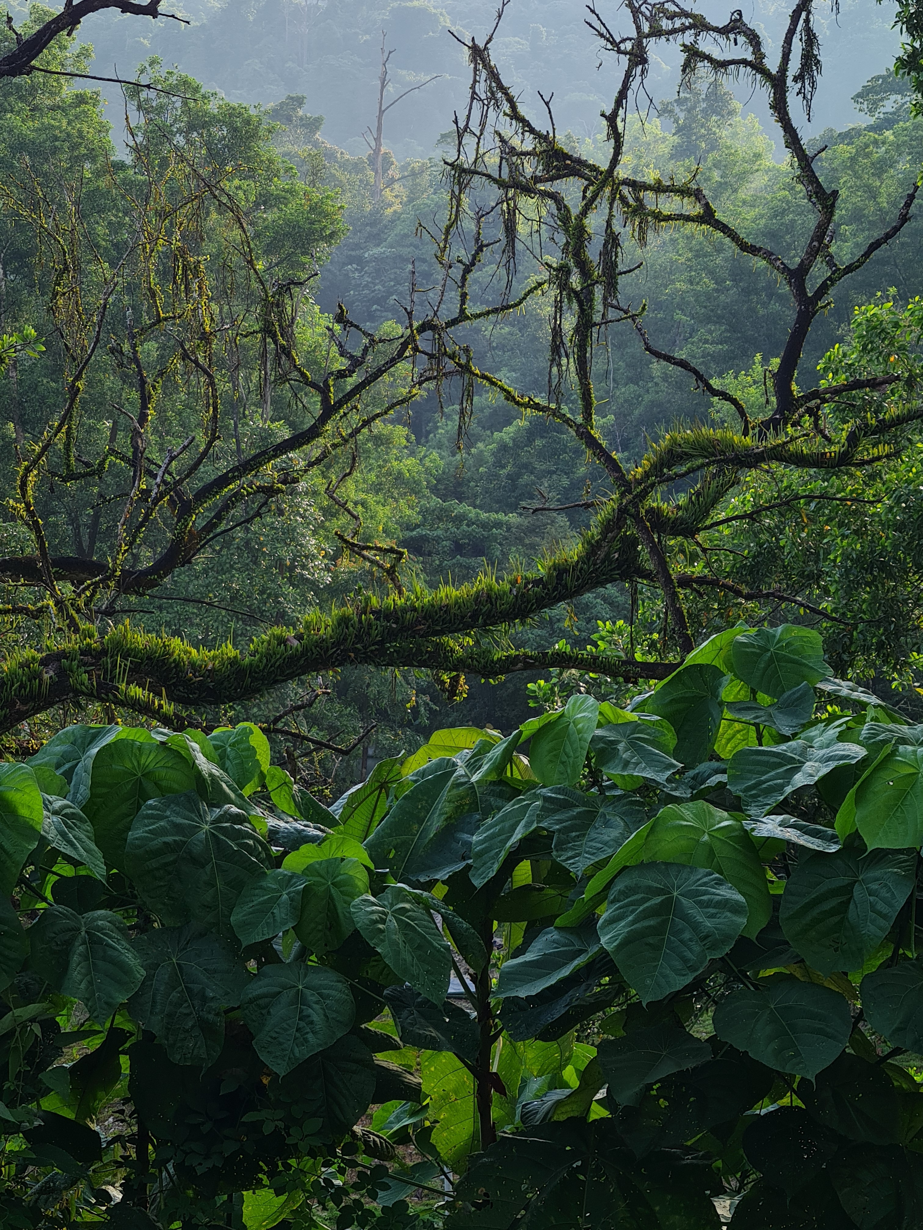 Jess Hon, Deep in the Tropical Rainforest Jess Hon, Deep in the Tropical Rainforest