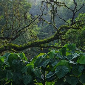 Photographie, Deep in the Tropical Rainforest, Jess Hon