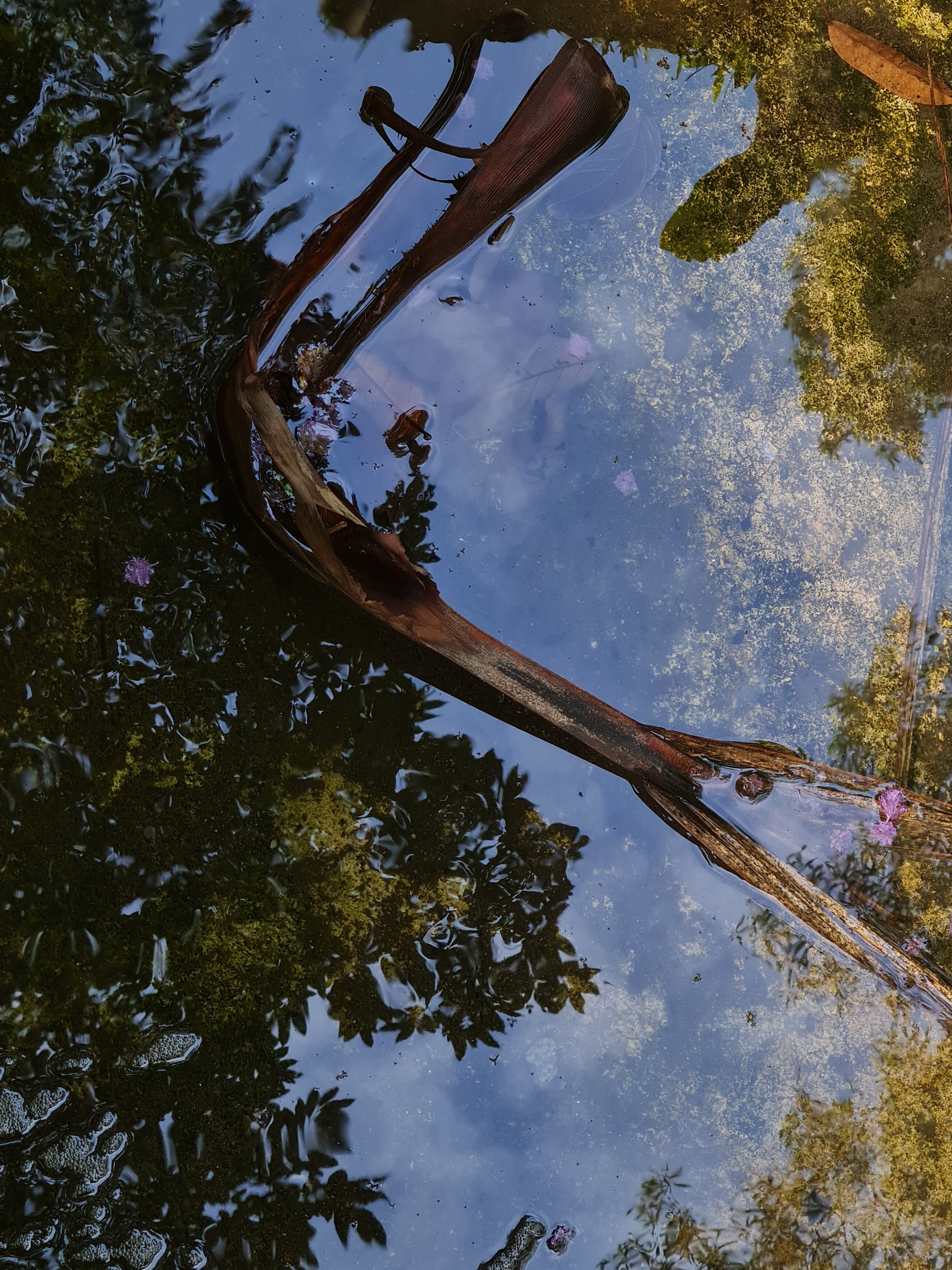Jess Hon, Reflections Jess Hon, Reflections