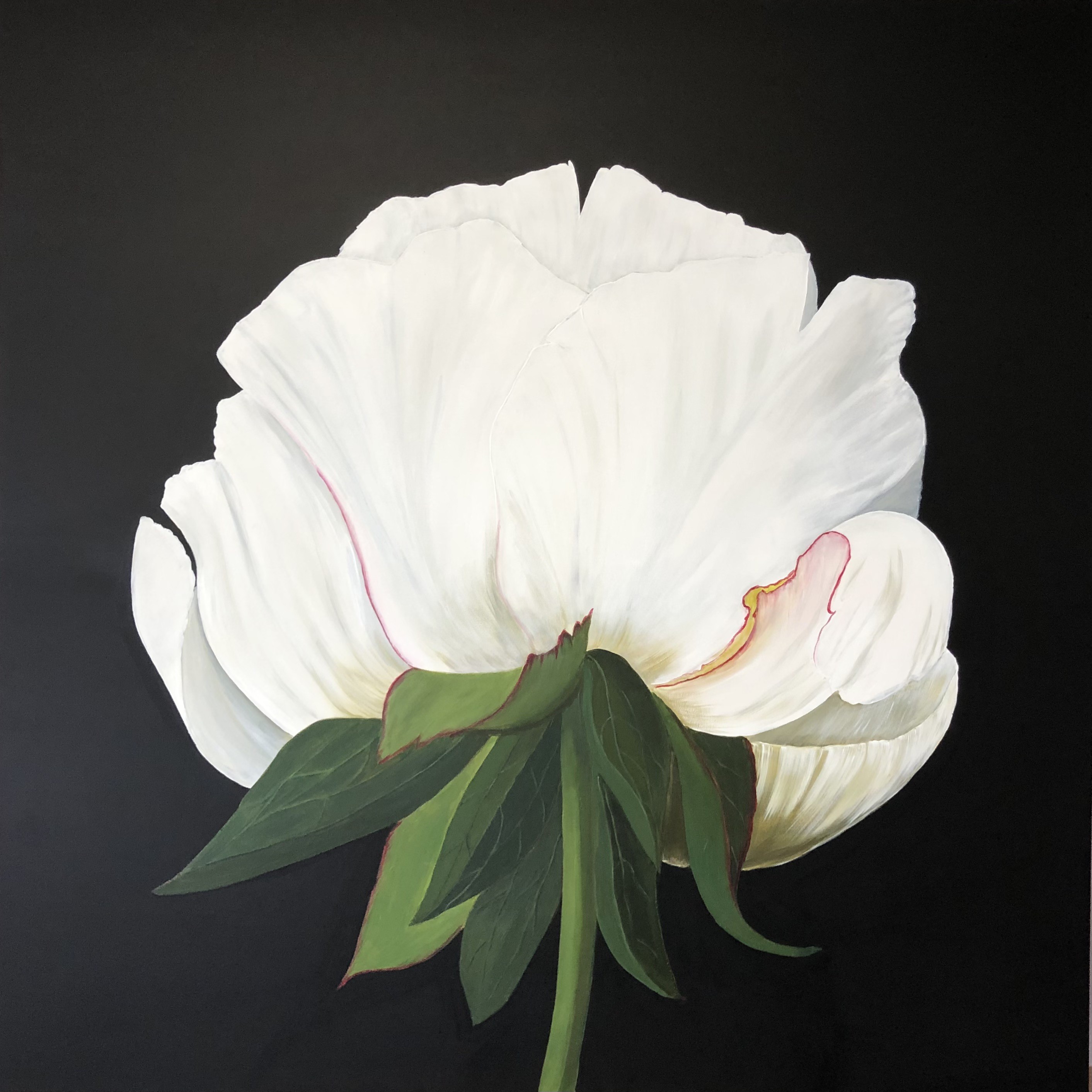 Nataliia Krykun, White peony on a black background Nataliia Krykun, White peony on a black background