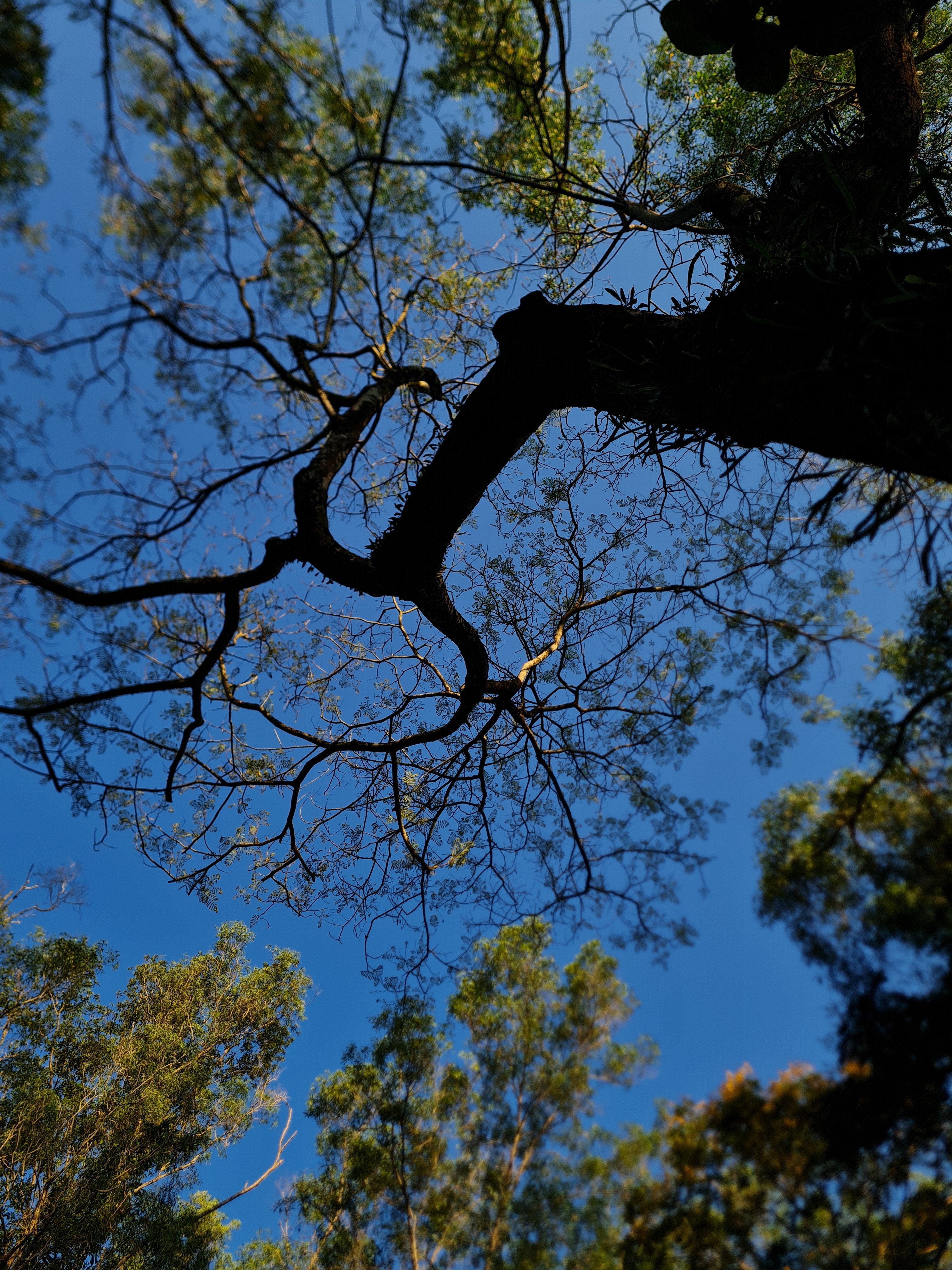 Jess Hon, Beautiful Rainforest Tree under the Deep Blue Sky Jess Hon, Beautiful Rainforest Tree under the Deep Blue Sky