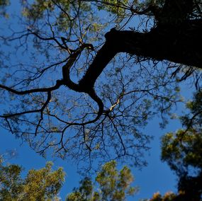 Photography, Beautiful Rainforest Tree under the Deep Blue Sky, Jess Hon