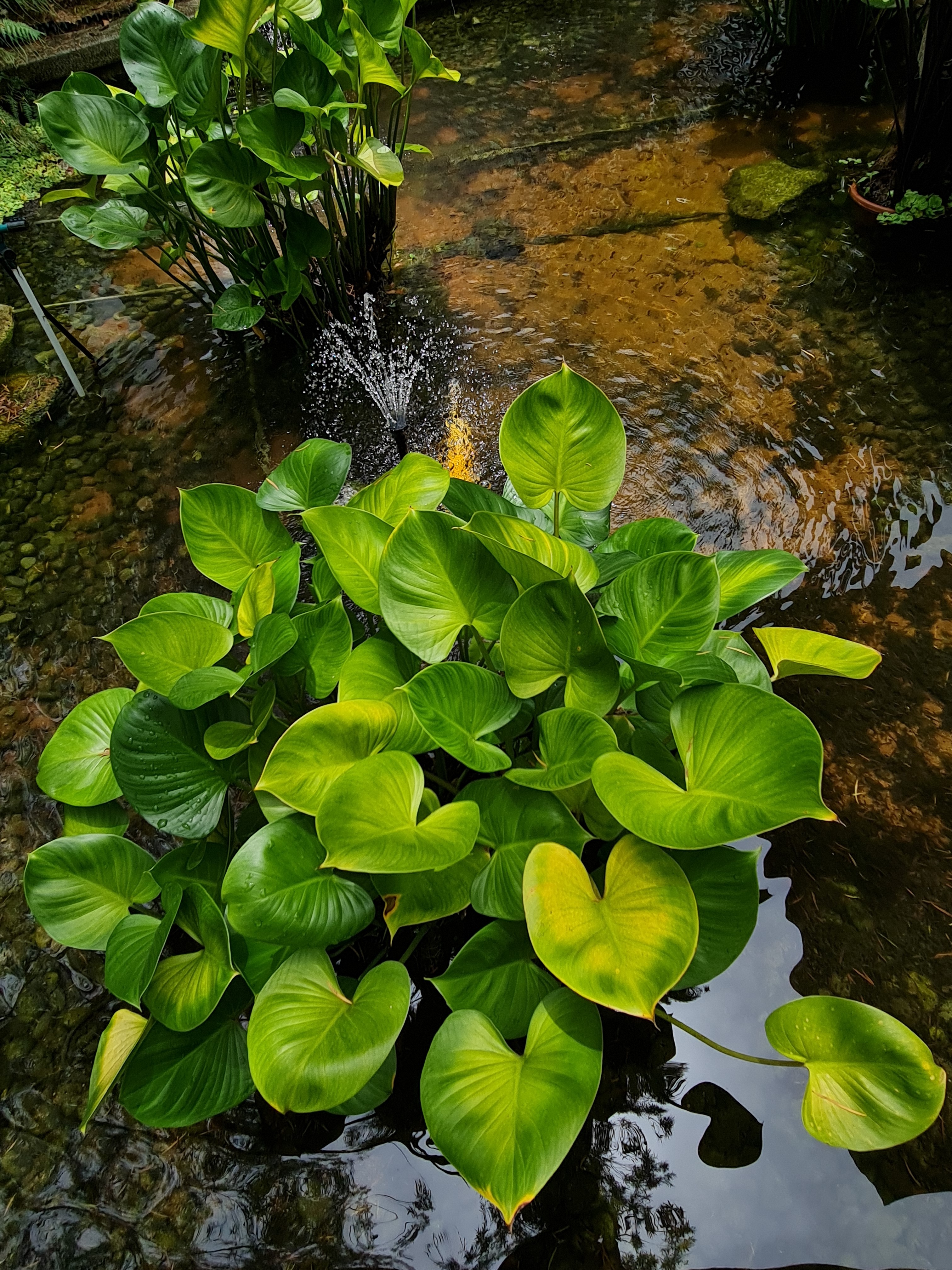 Jess Hon, Cluster of Pretty Peace Lilly in the Pond Jess Hon, Cluster of Pretty Peace Lilly in the Pond