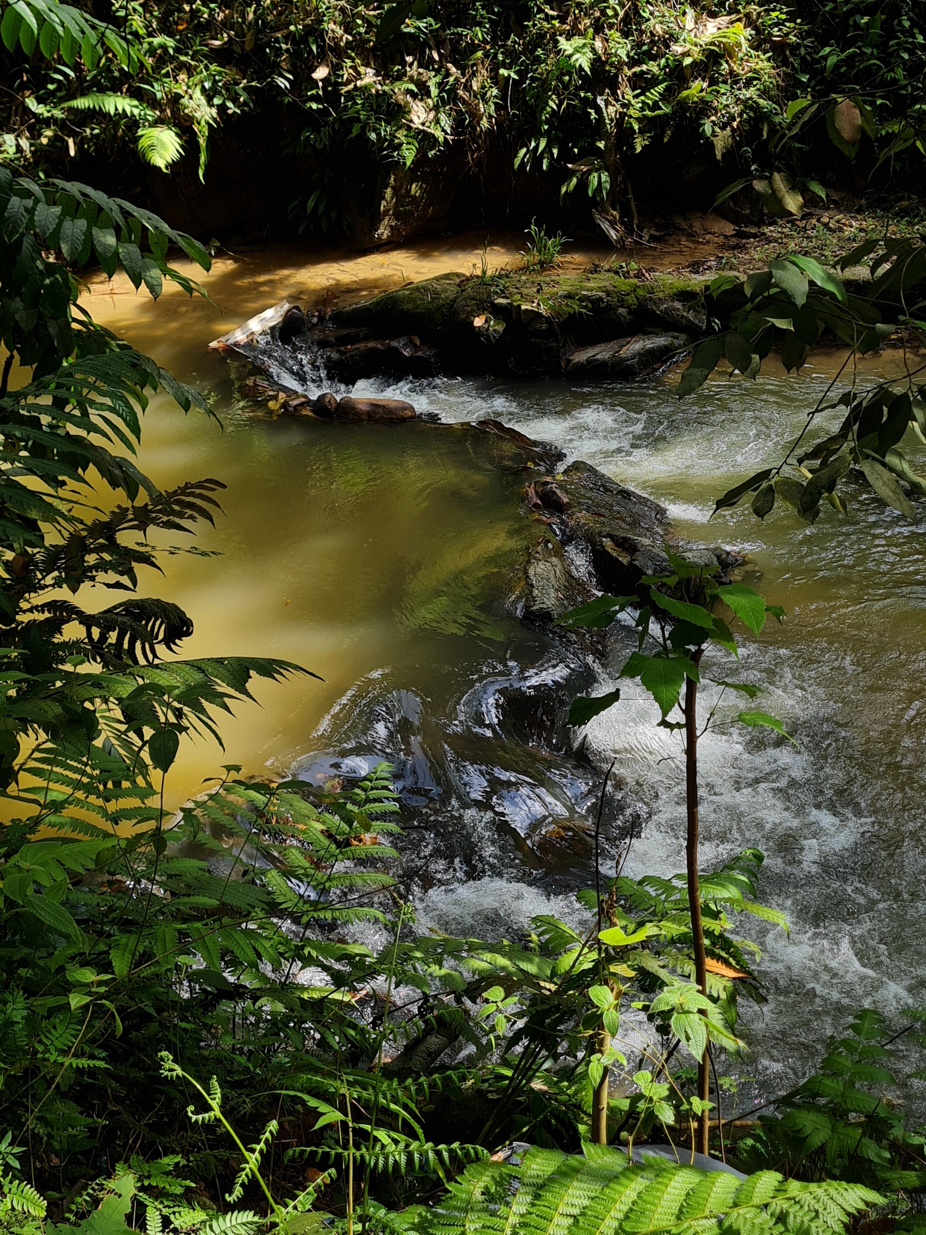 Jess Hon, Beautiful Stream at the Edge of the Jungle Jess Hon, Beautiful Stream at the Edge of the Jungle