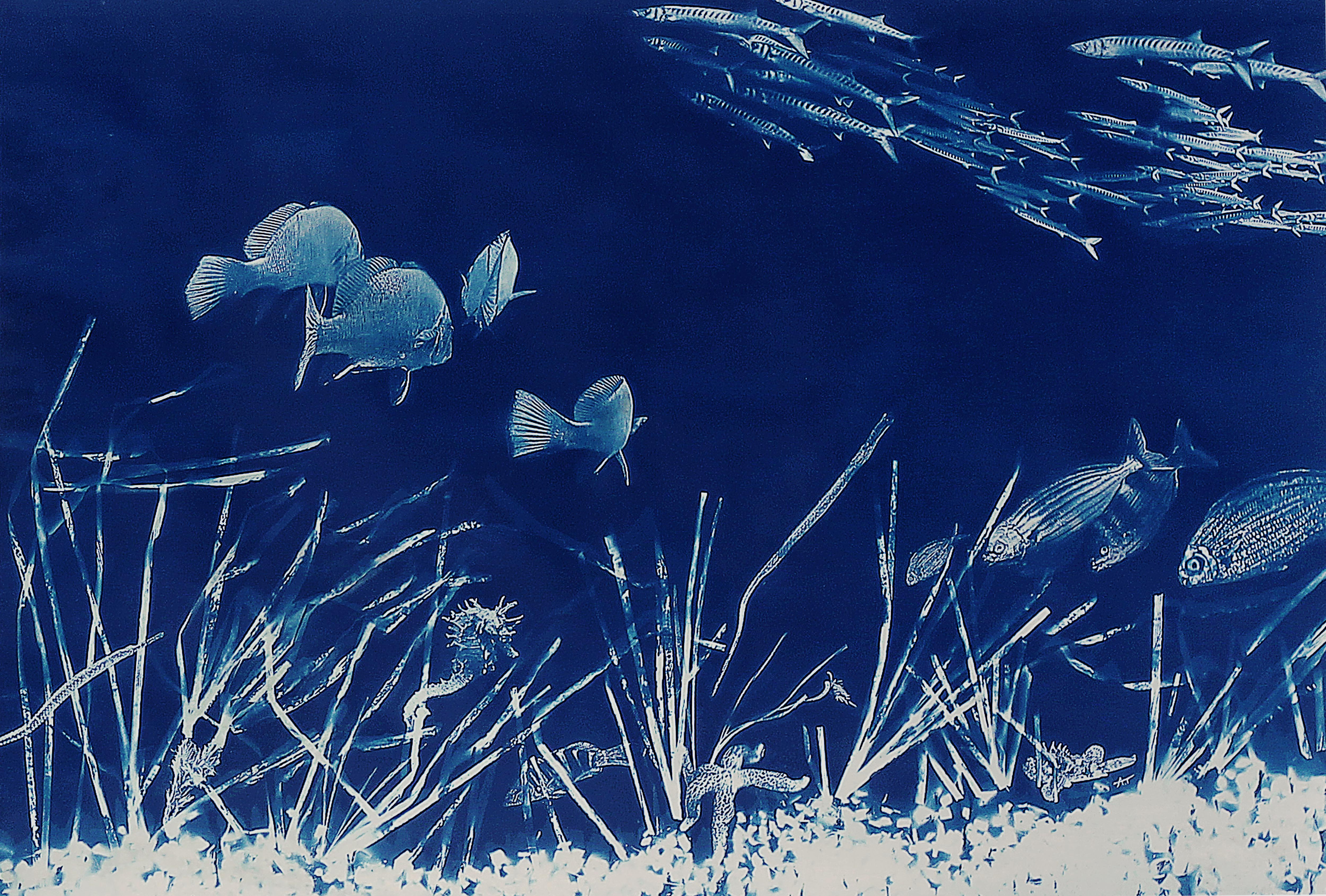 Aurélie Trabaud, Cyanotypie herbier sous marin N°3 Aurélie Trabaud, Cyanotypie herbier sous marin N°3