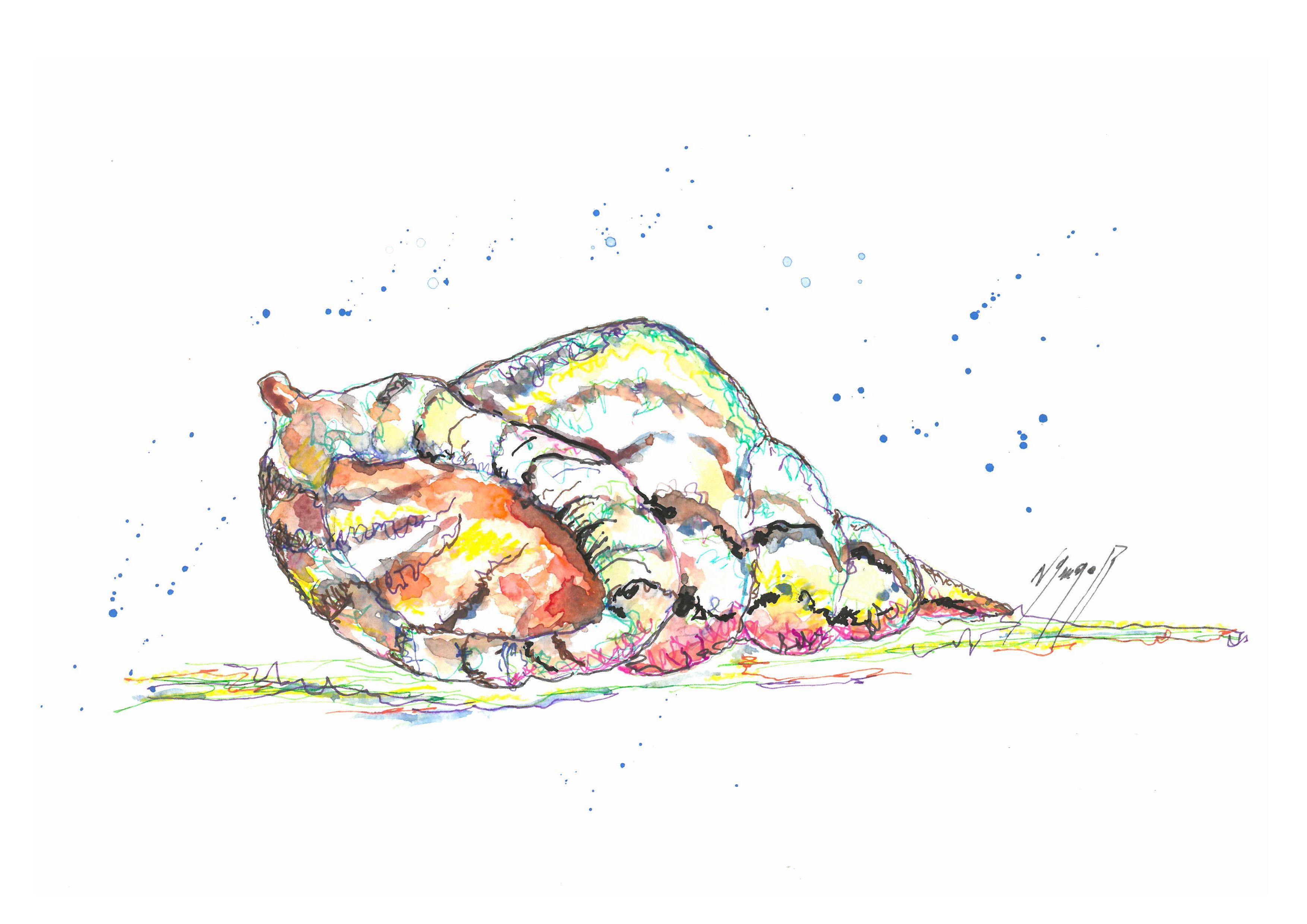Noël Granger, Coquillage des îles ! (1) Noël Granger, Coquillage des îles ! (1)