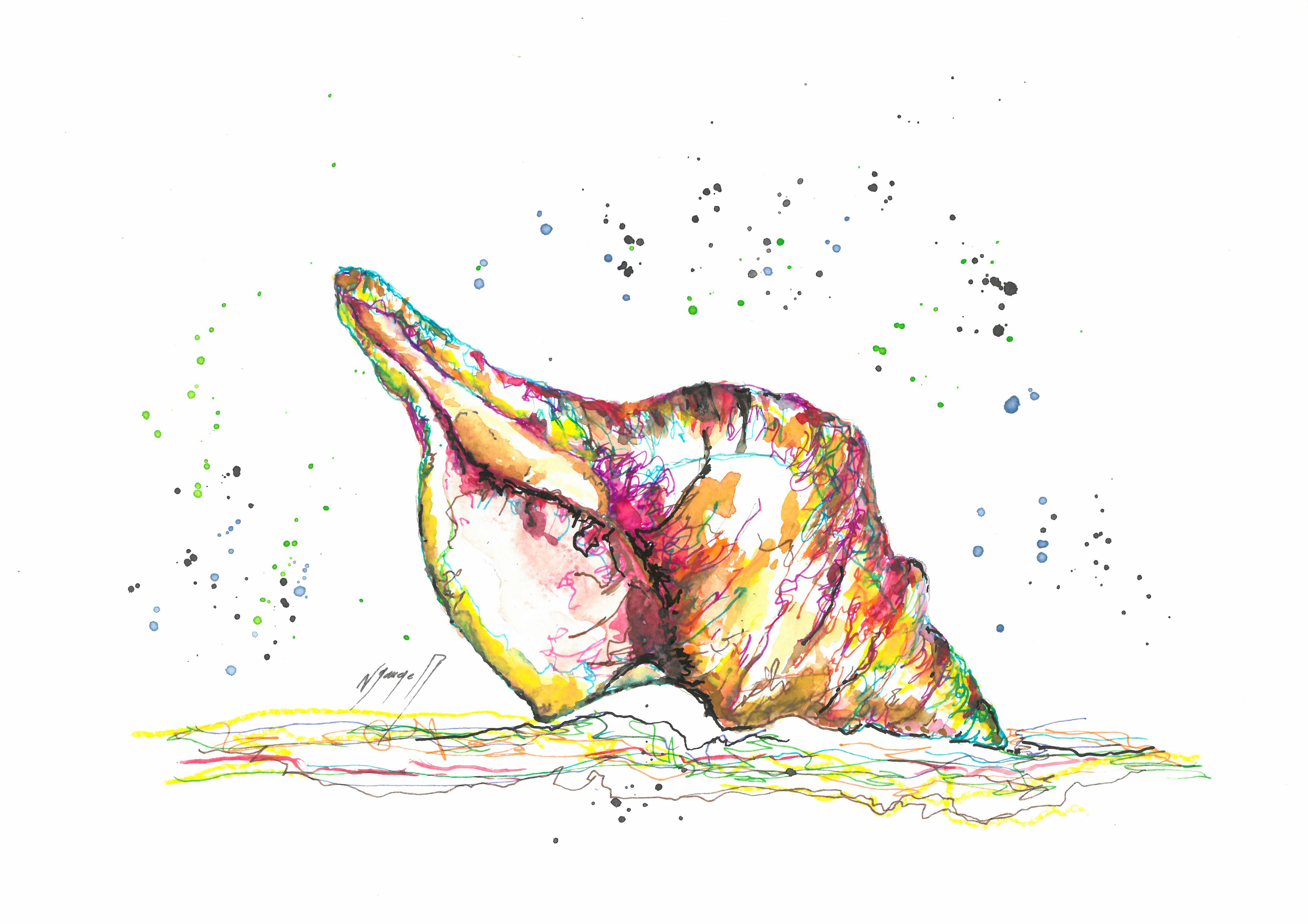 Noël Granger, Coquillage des iles du pacifique ! Noël Granger, Coquillage des iles du pacifique !