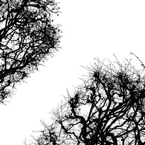 Photography, Arbres - 1794, Yann Gaillot
