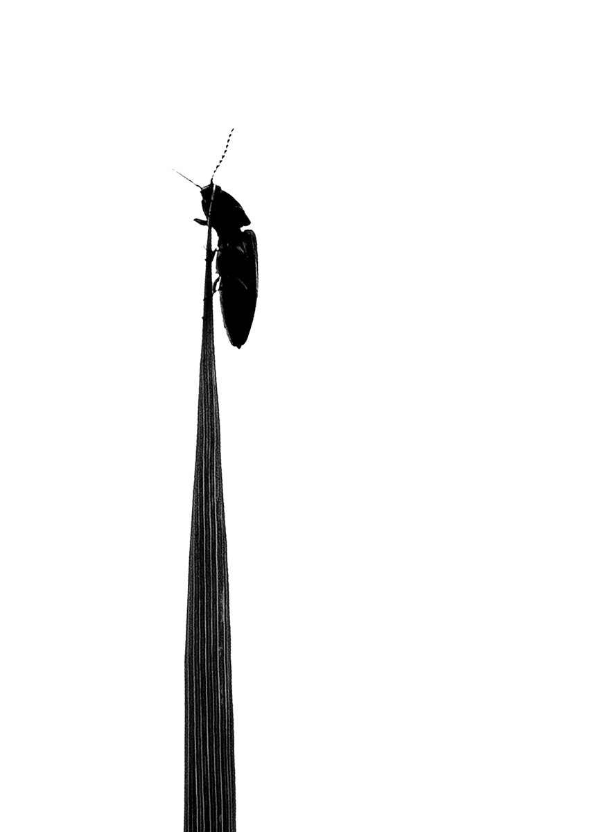 Yann Gaillot, Insectes - 4364 Yann Gaillot, Insectes - 4364