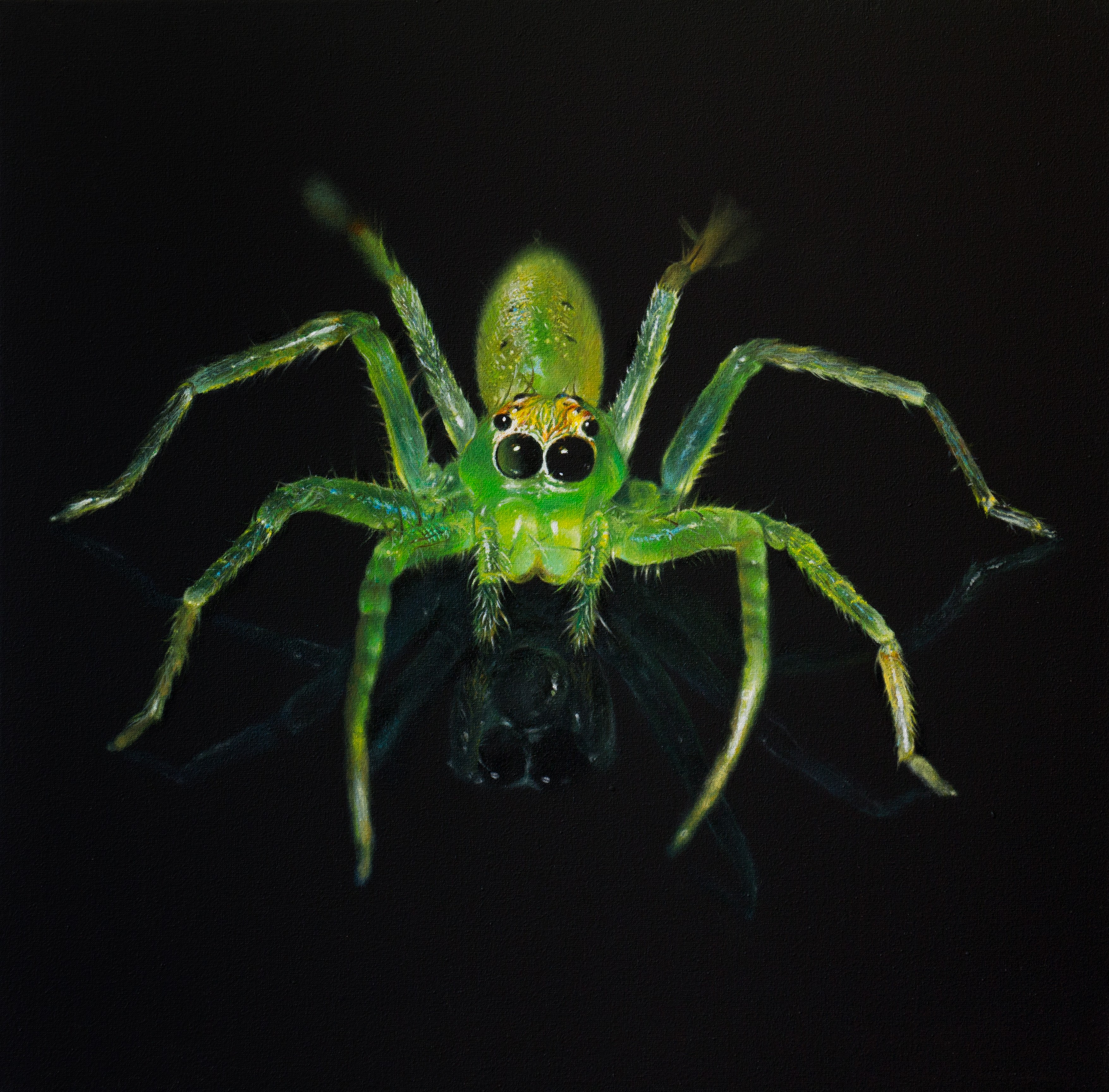 Ruslan Kolomiyets, Spider Ruslan Kolomiyets, Spider