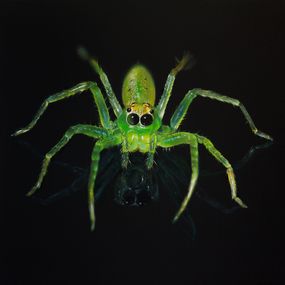 Painting, Spider, Ruslan Kolomiyets