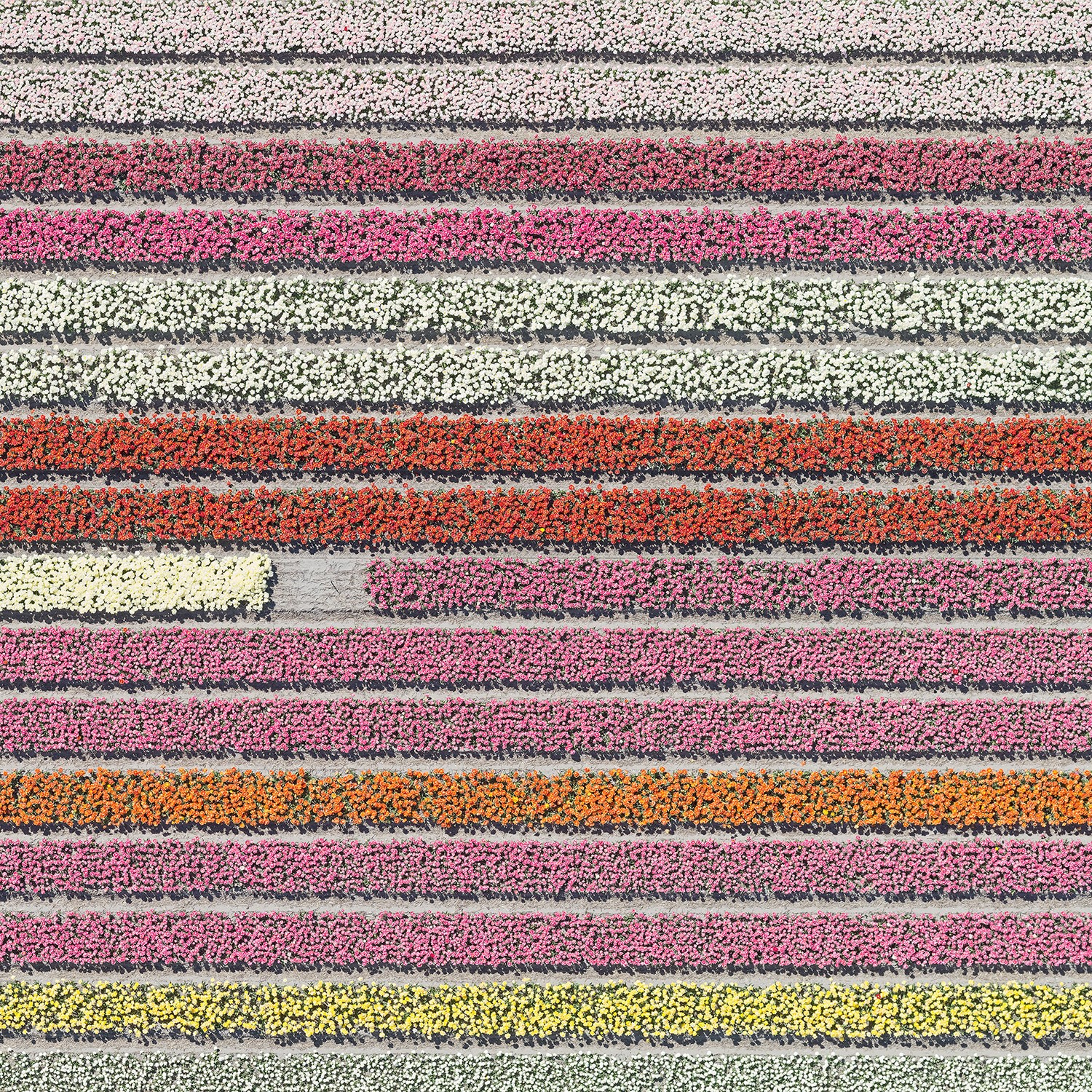 Bernhard Lang, AV_Tulip_Fields_028 Bernhard Lang, AV_Tulip_Fields_028