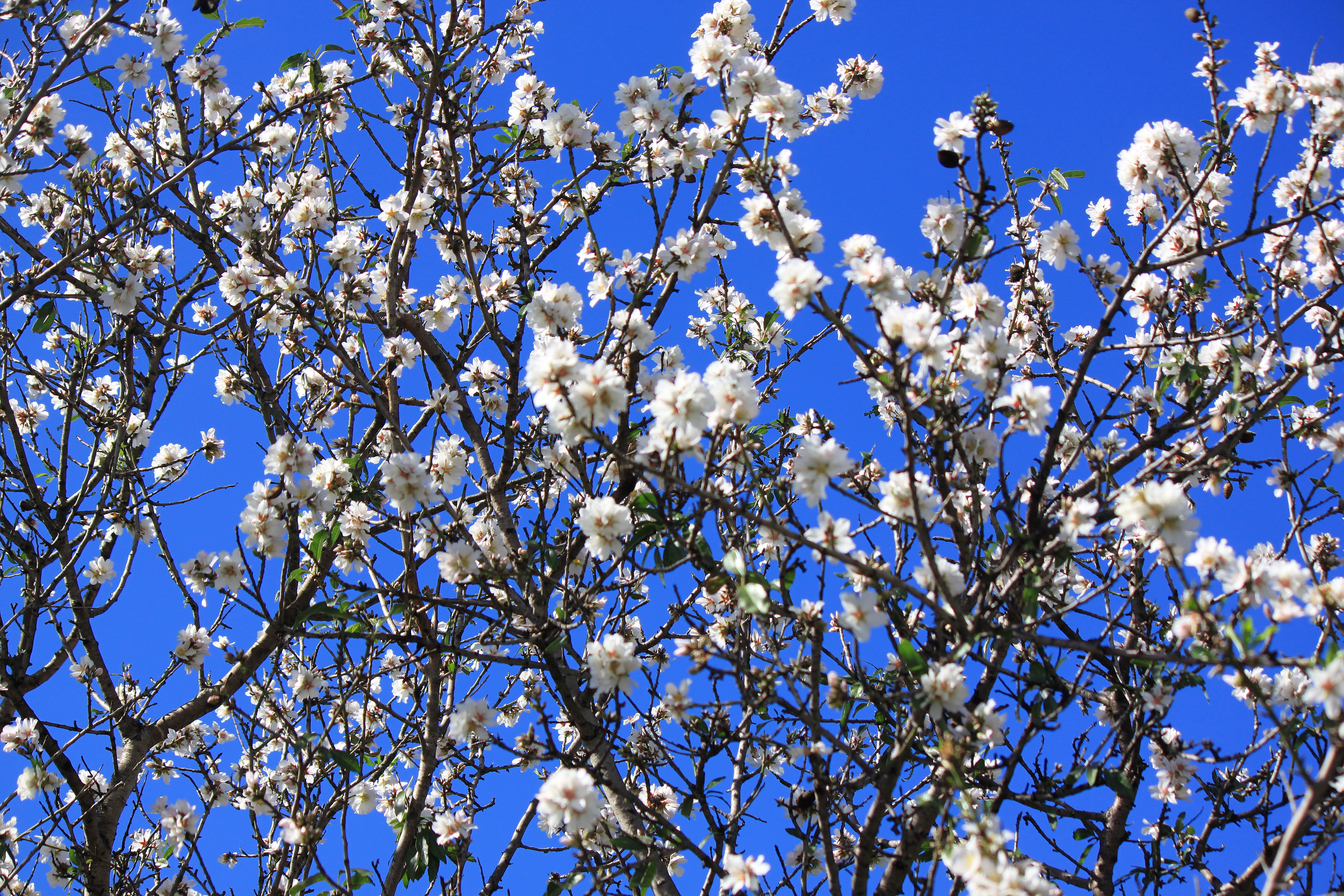 Kseniia Redina, Sky full of flowers Kseniia Redina, Sky full of flowers
