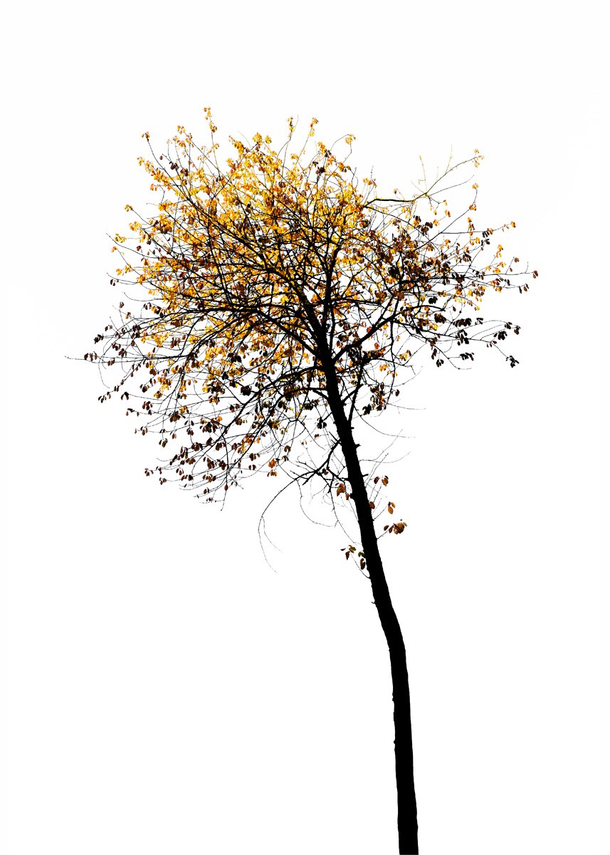Yann Gaillot, Arbres - 7134 Yann Gaillot, Arbres - 7134