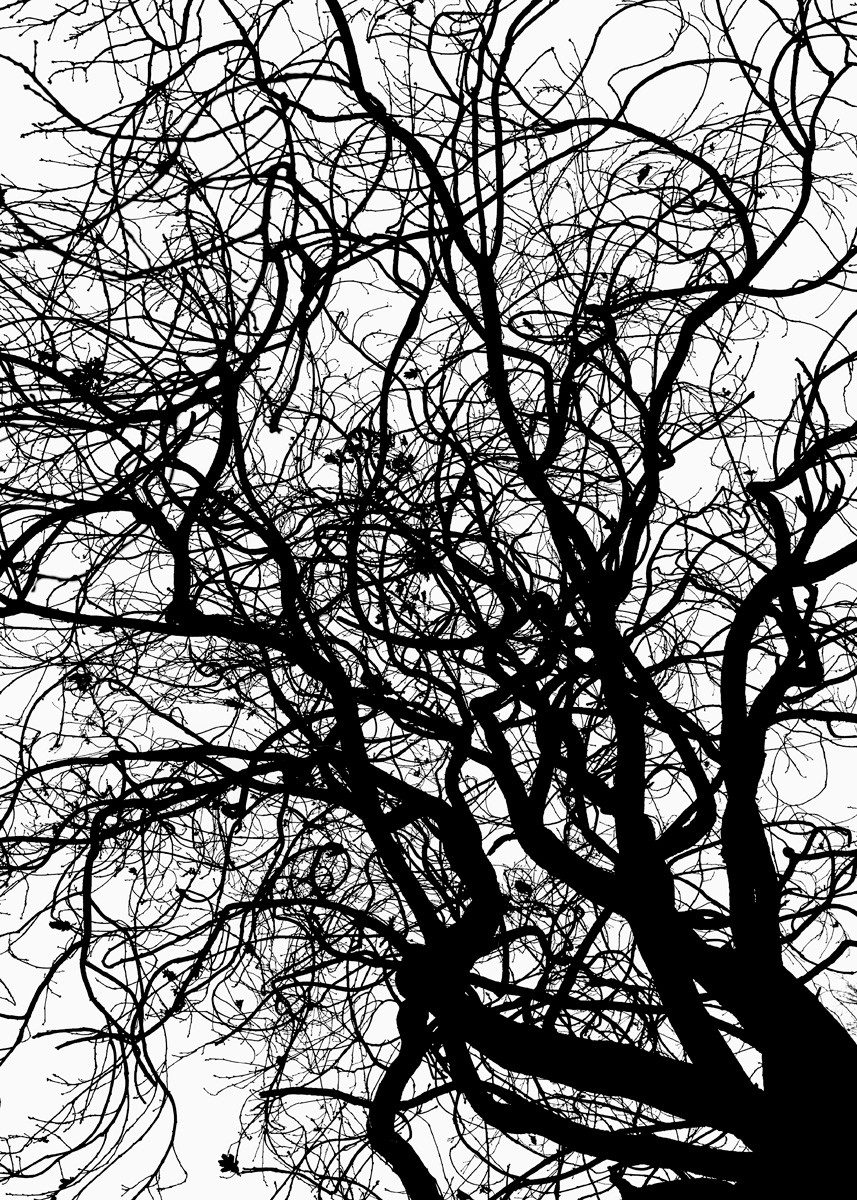 Yann Gaillot, Arbres - 2114 Yann Gaillot, Arbres - 2114