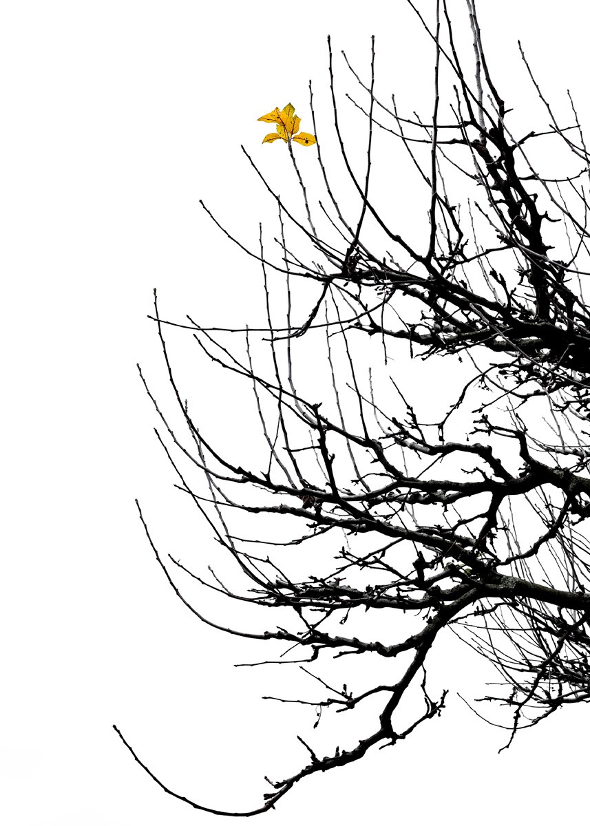 Yann Gaillot, Arbres - 2049 Yann Gaillot, Arbres - 2049