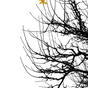 Photography, Arbres - 2049, Yann Gaillot