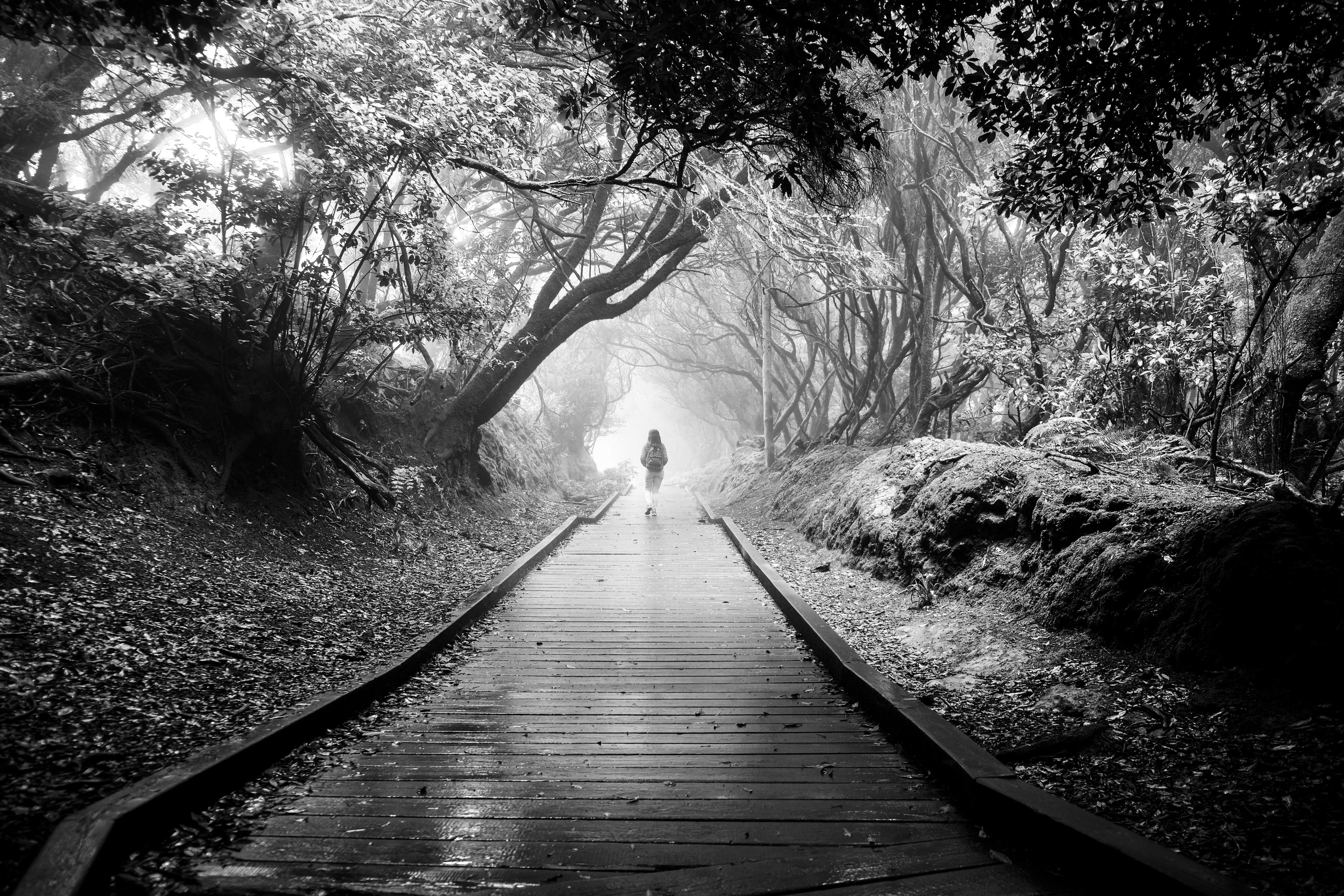 Fabien Olart, Tenerife, Anaga Forest Fabien Olart, Tenerife, Anaga Forest