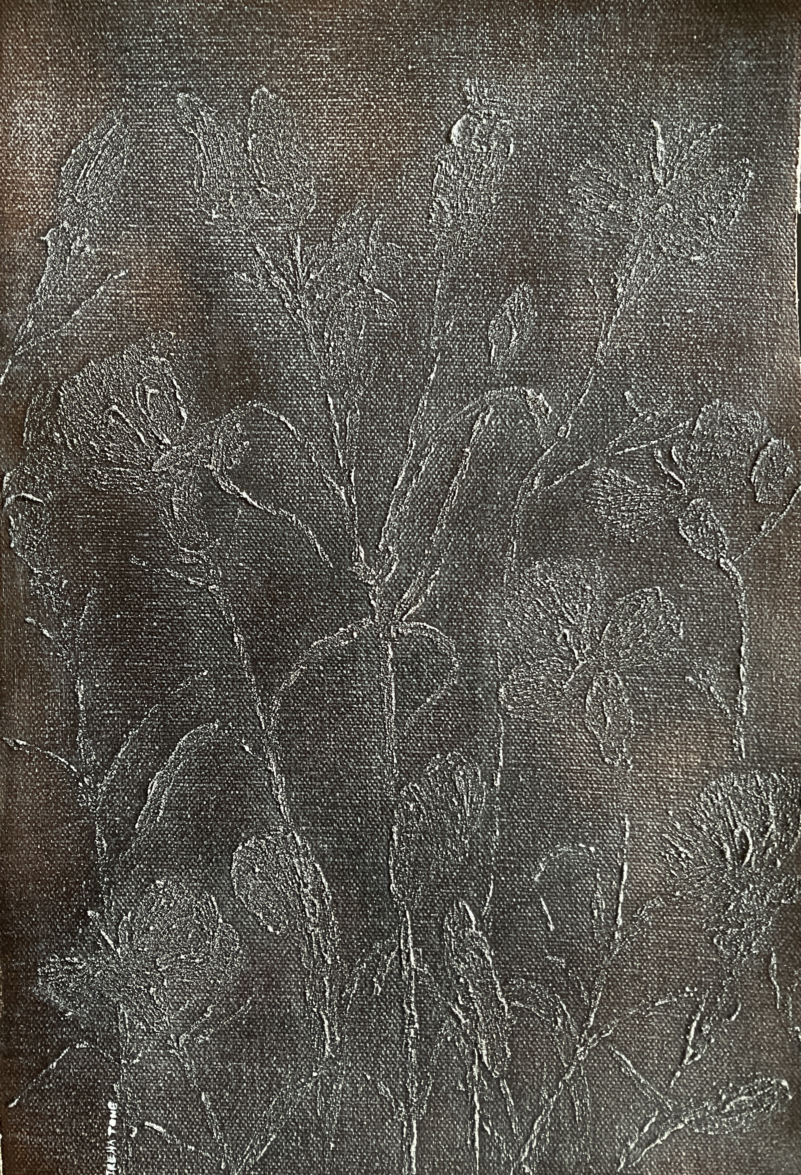 Irena Tone, Dianthus flower Irena Tone, Dianthus flower