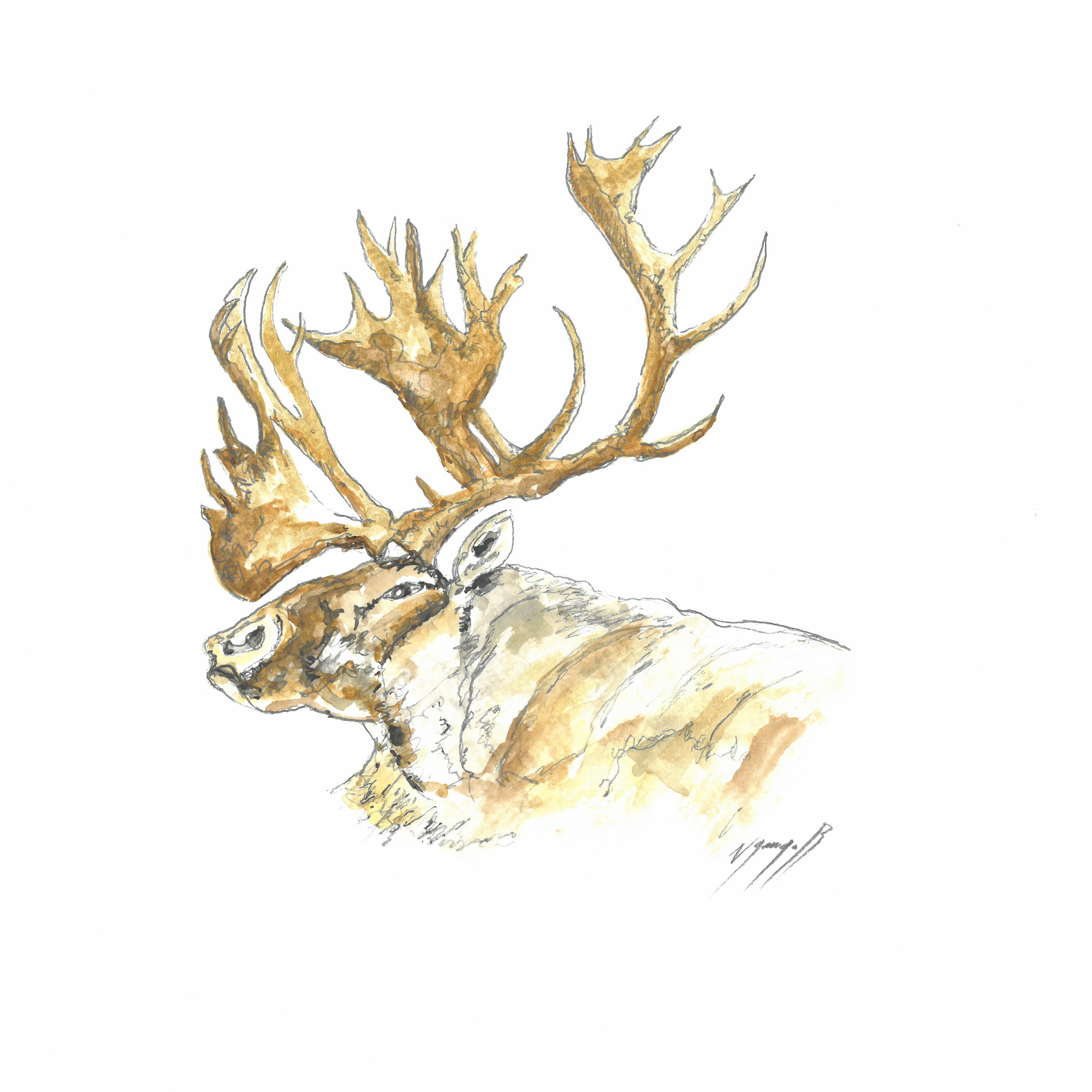 Noël Granger, Majestueux ! le roi de la forêt ! Noël Granger, Majestueux ! le roi de la forêt !