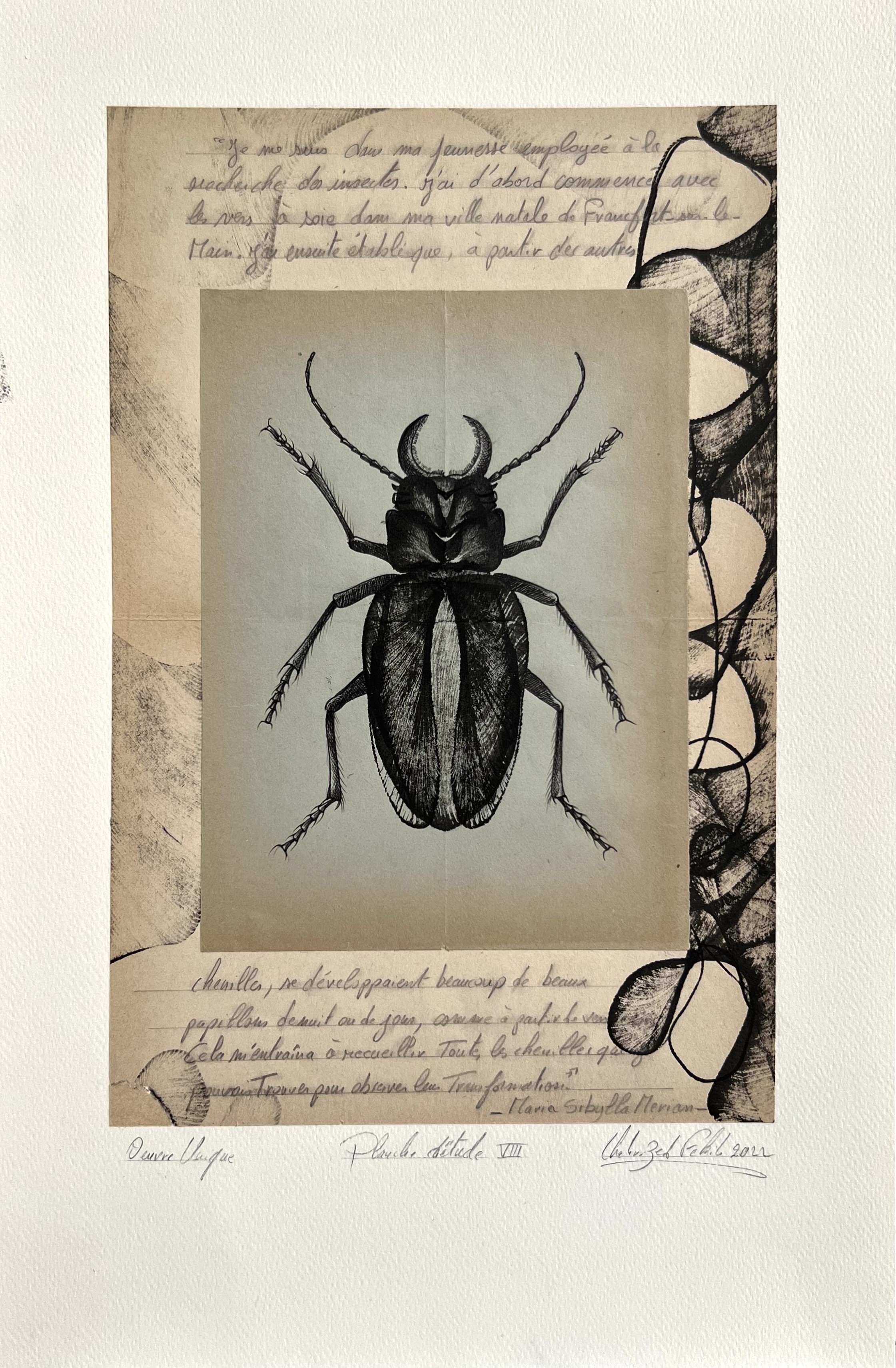 Chahrazed Fekih, Planche d’étude VIII (Insectes) Chahrazed Fekih, Planche d’étude VIII (Insectes)