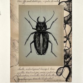 Fine Art Drawings, Planche d’étude VIII (Insectes), Chahrazed Fekih