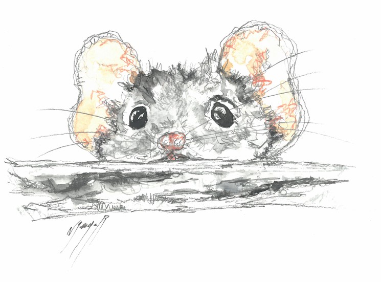 Noël Granger, La souris rigolote !, Dessin sur papier aquarelle