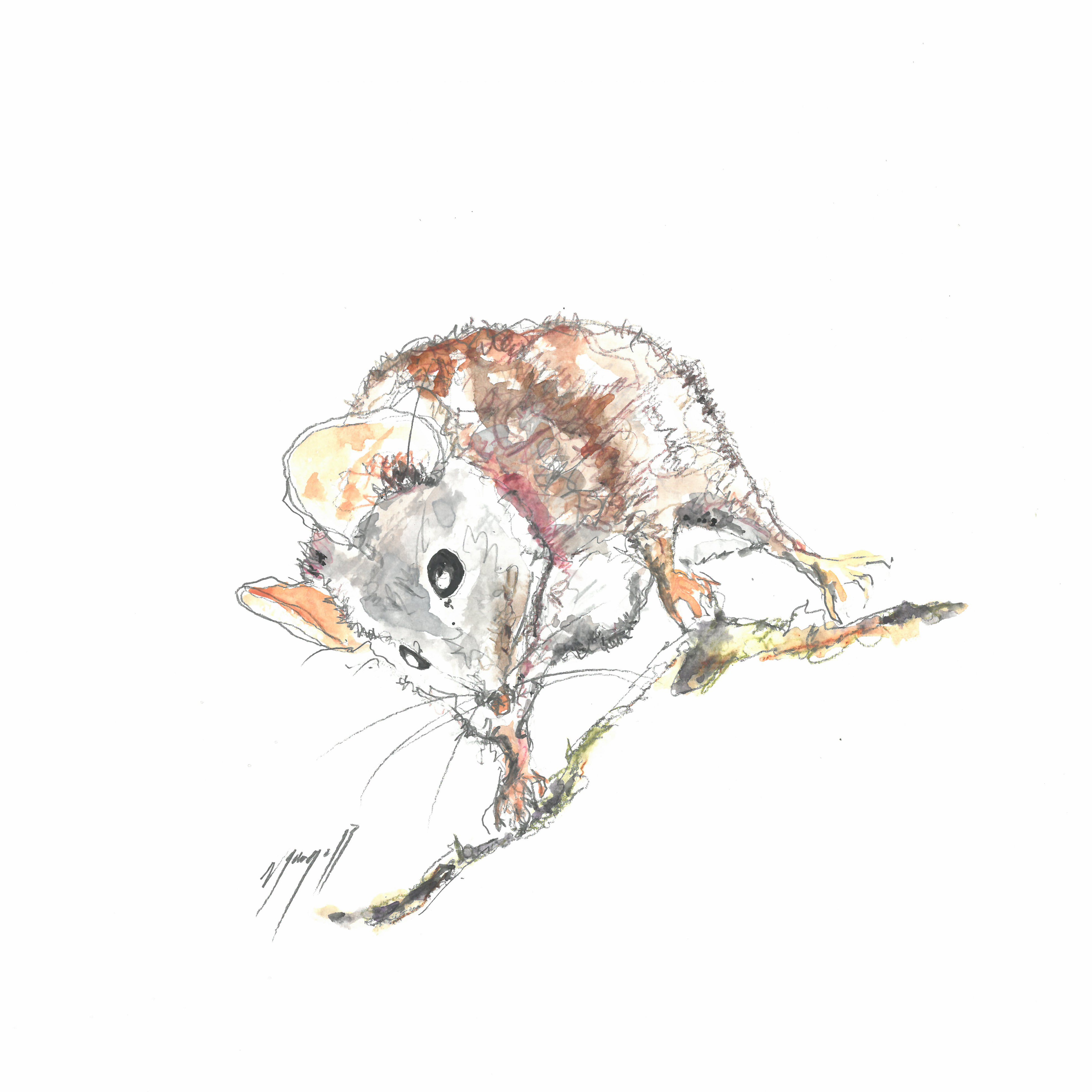Noël Granger, La souris vagabonde ! Noël Granger, La souris vagabonde !