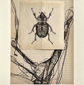 Fine Art Drawings, Planche d’étude VI ( Insectes), Chahrazed Fekih