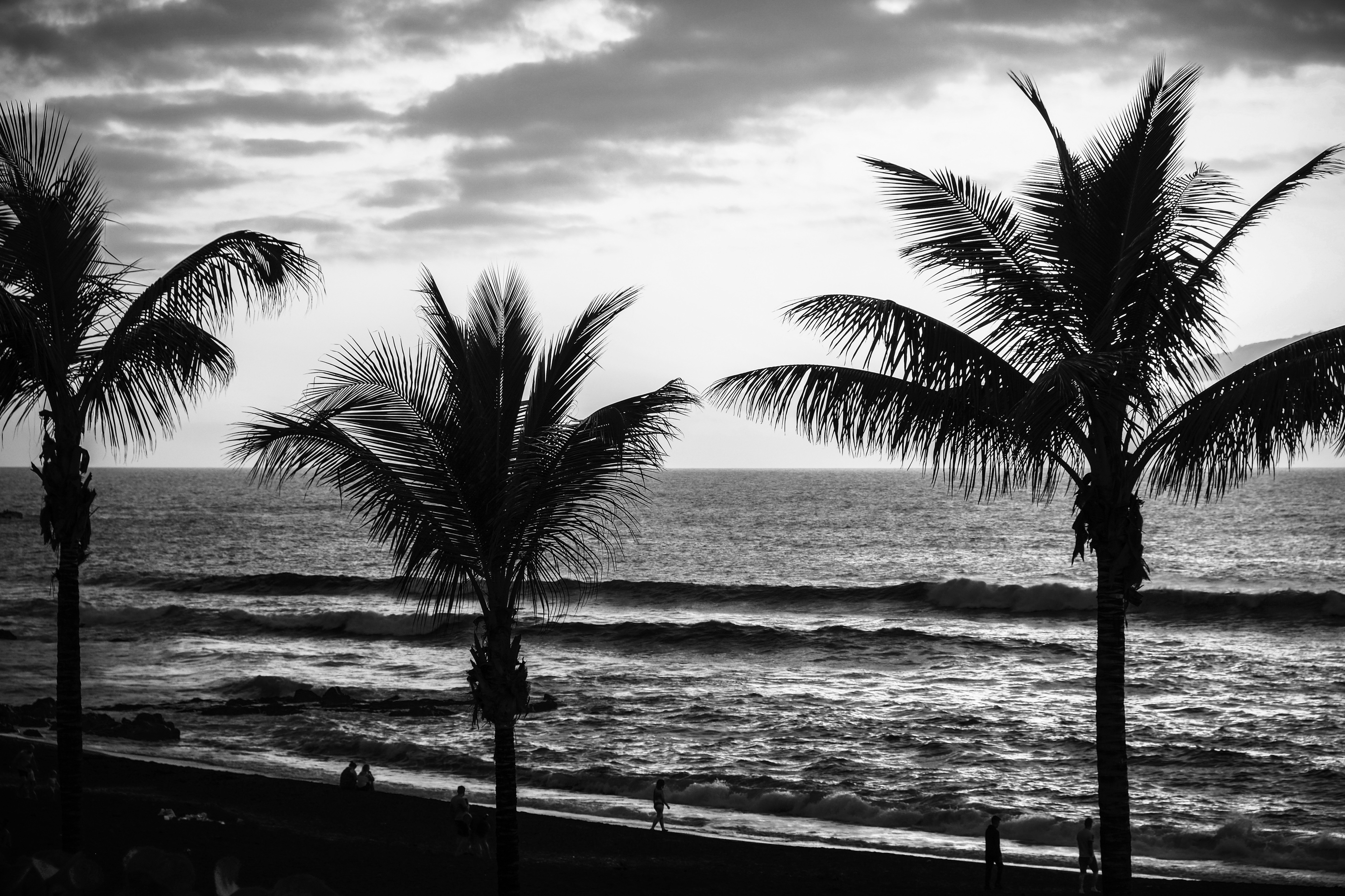 Fabien Olart, Tenerife, the palm trees Fabien Olart, Tenerife, the palm trees