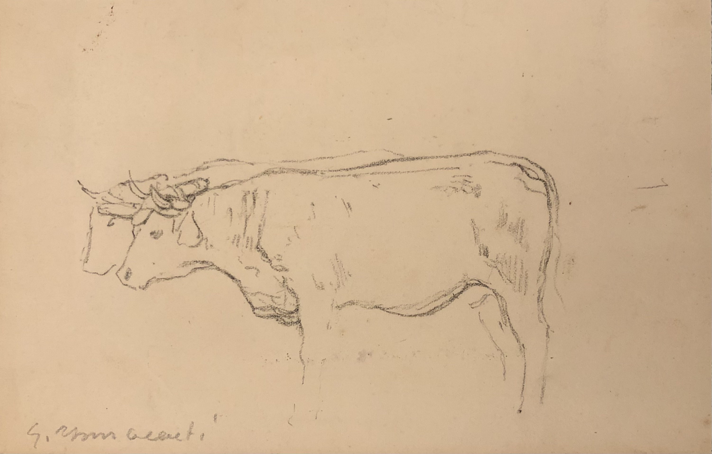 Innocenti, Étude de vaches Innocenti, Étude de vaches