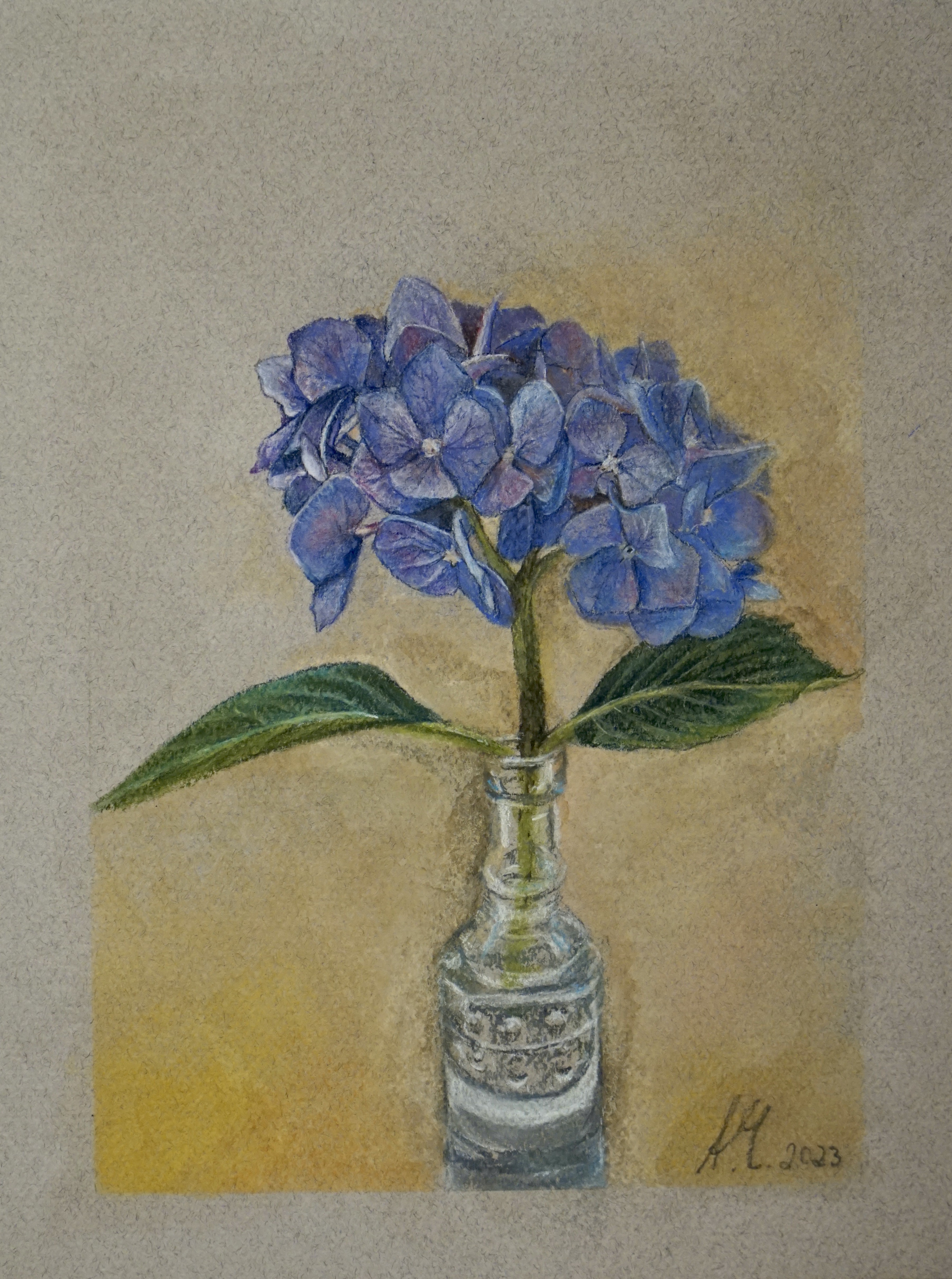 Annabell Mozer, Blue hydrangea Annabell Mozer, Blue hydrangea